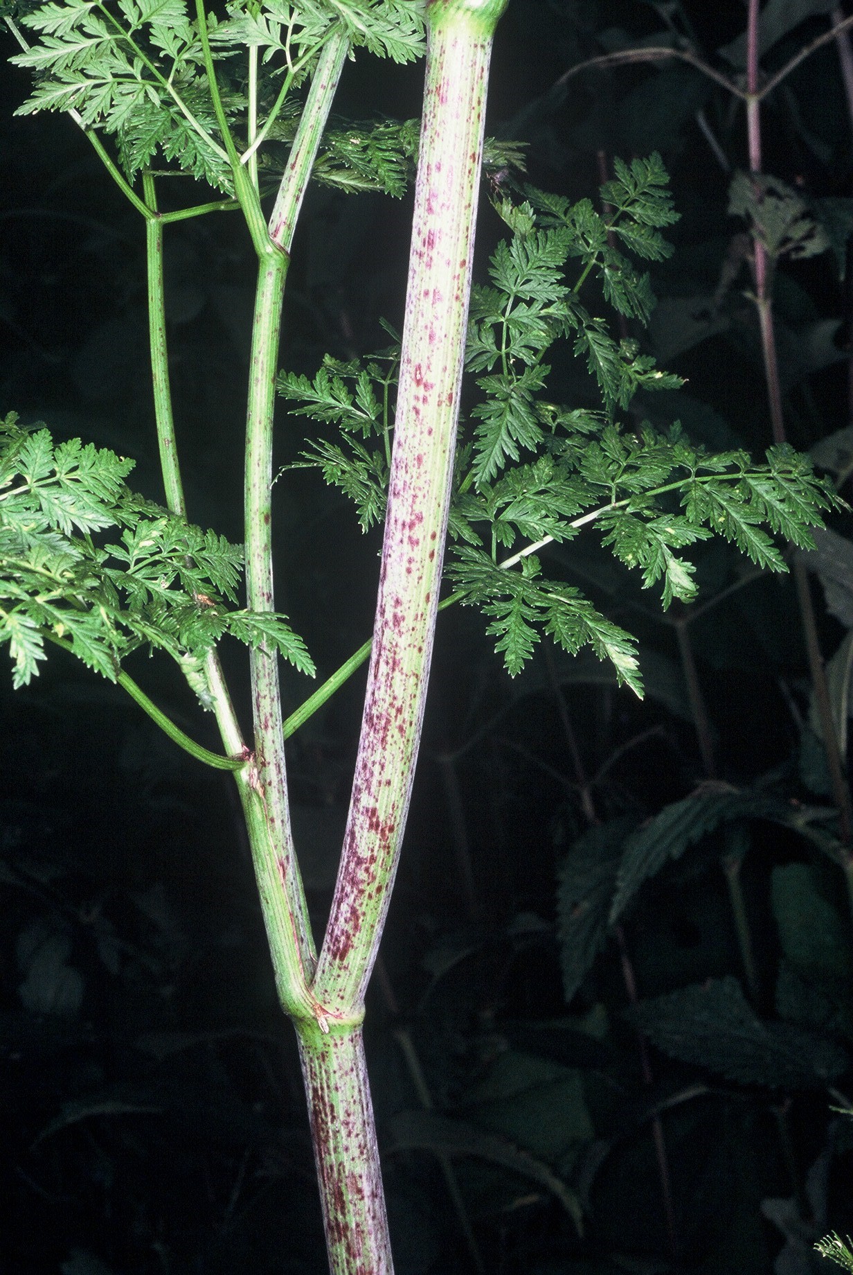 Conium maculatum L.1