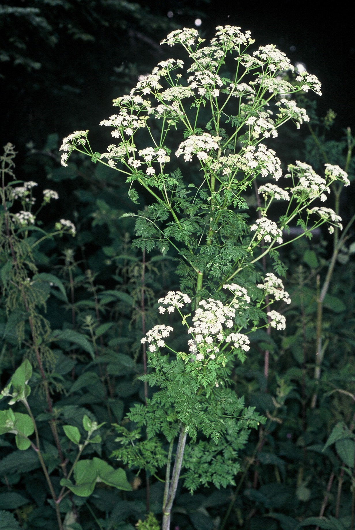 Coniummaculatum L.2