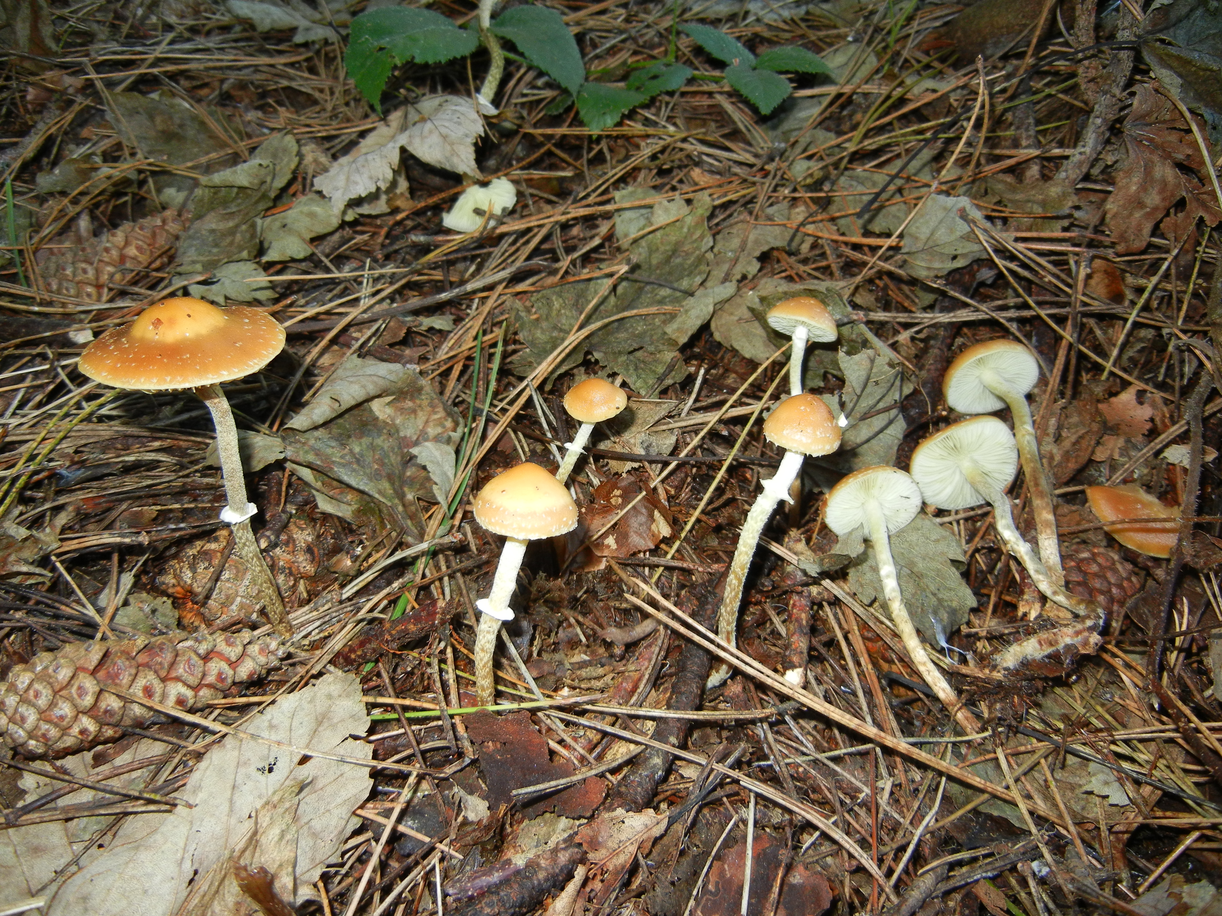 Conocybe blattaria