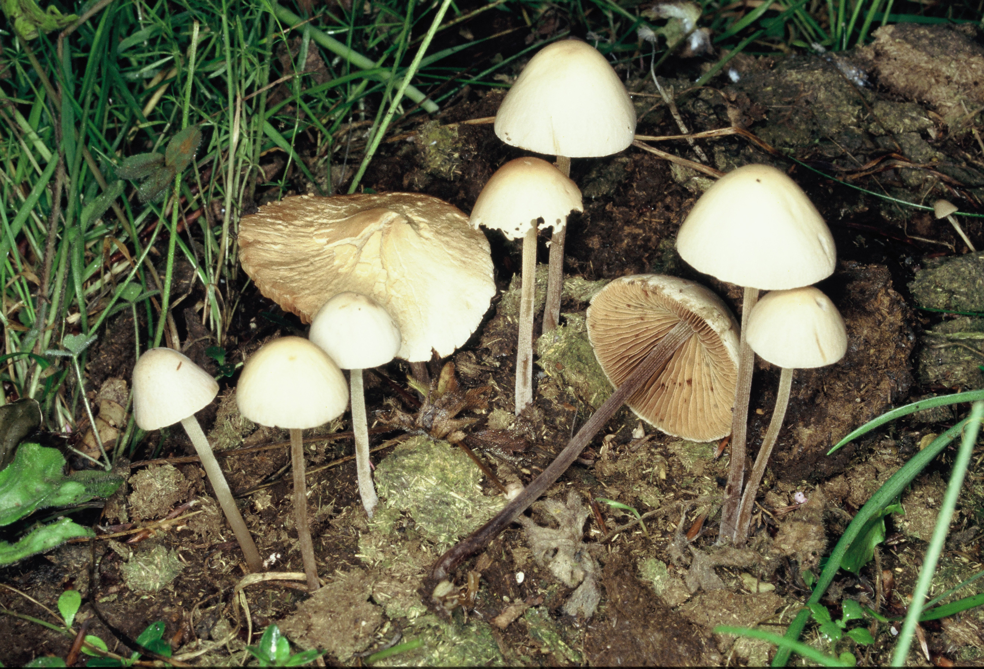 Conocybe neoantipus