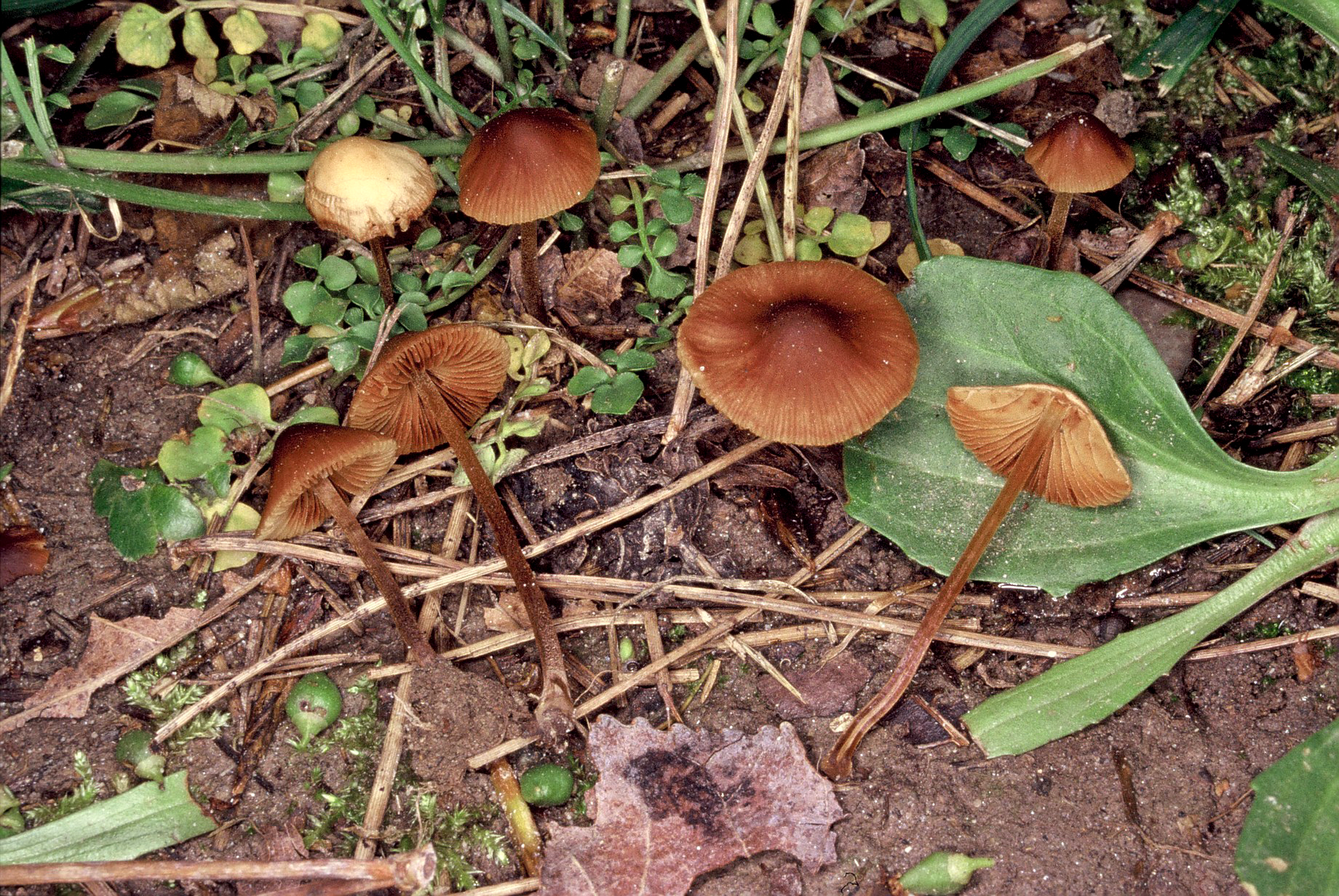 Conocybe rickeniana