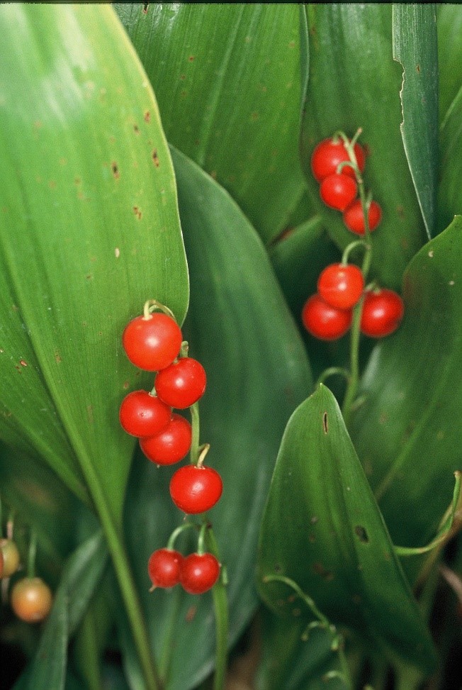 ConvallariamajalisL.1