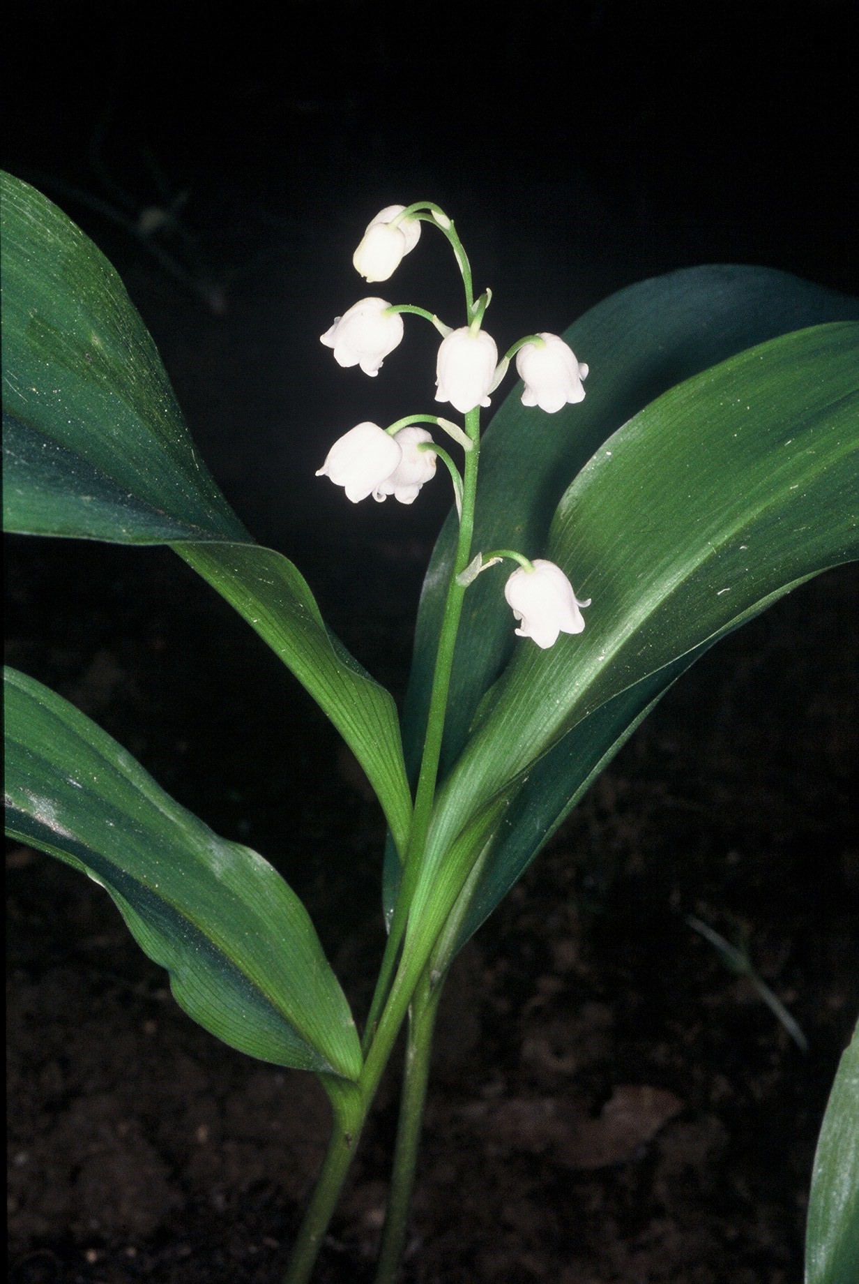 ConvallariamajalisL.2