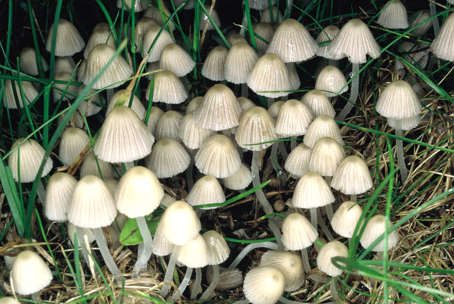 Coprinellus disseminatus