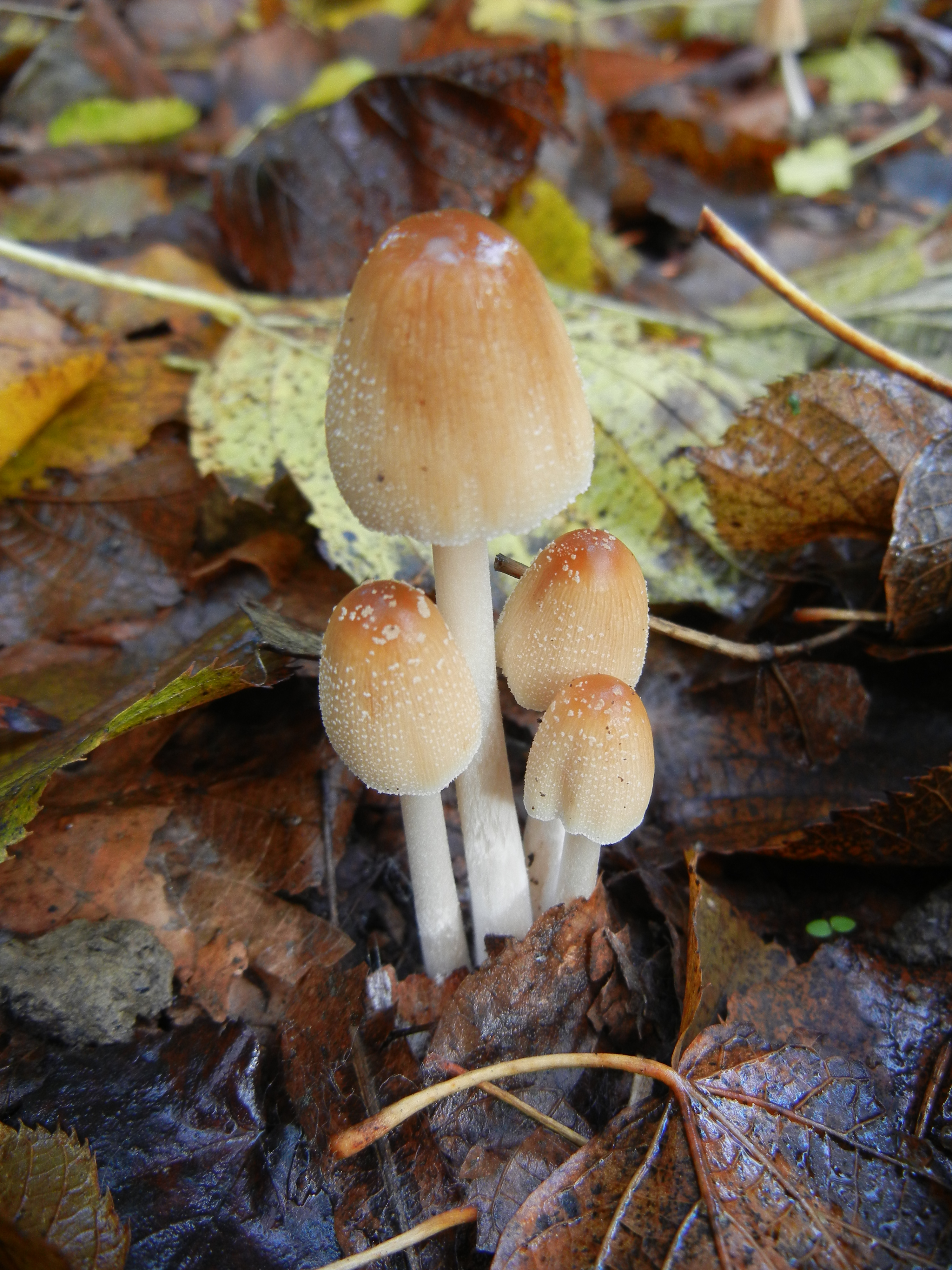 Coprinellus micaceus1