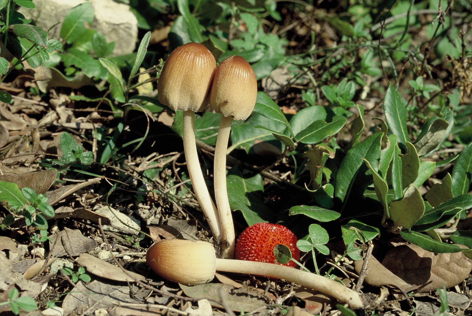 Coprinellus micaceus 2
