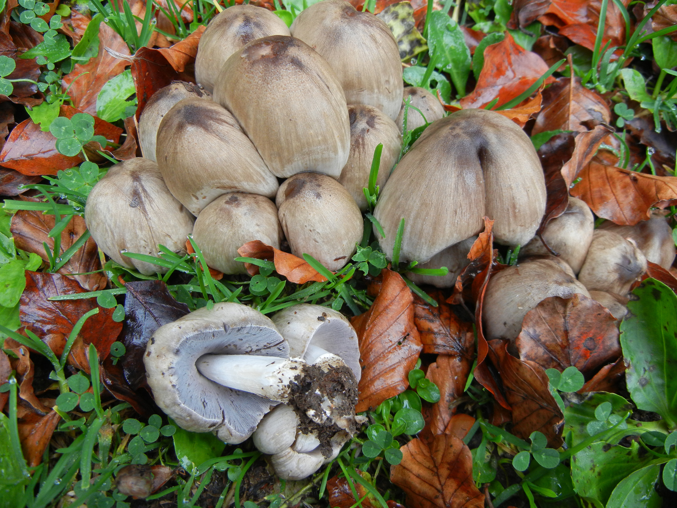 Coprinopsis atramentaria