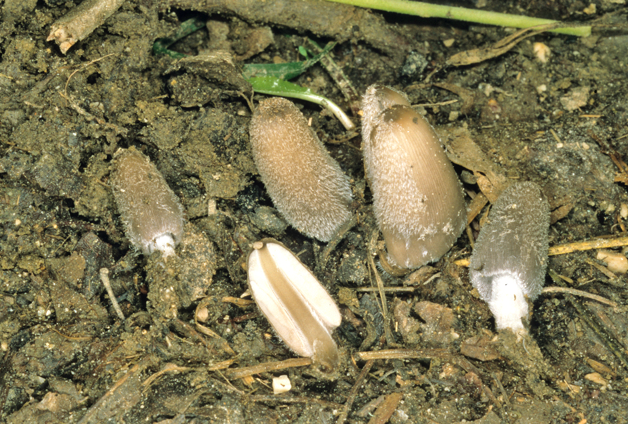 Coprinopsis lagopus