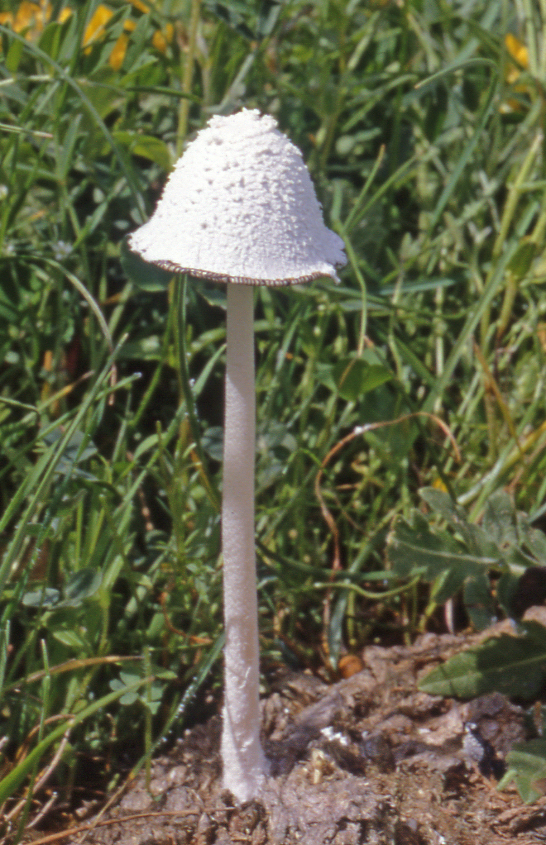 Coprinopsis nivea1