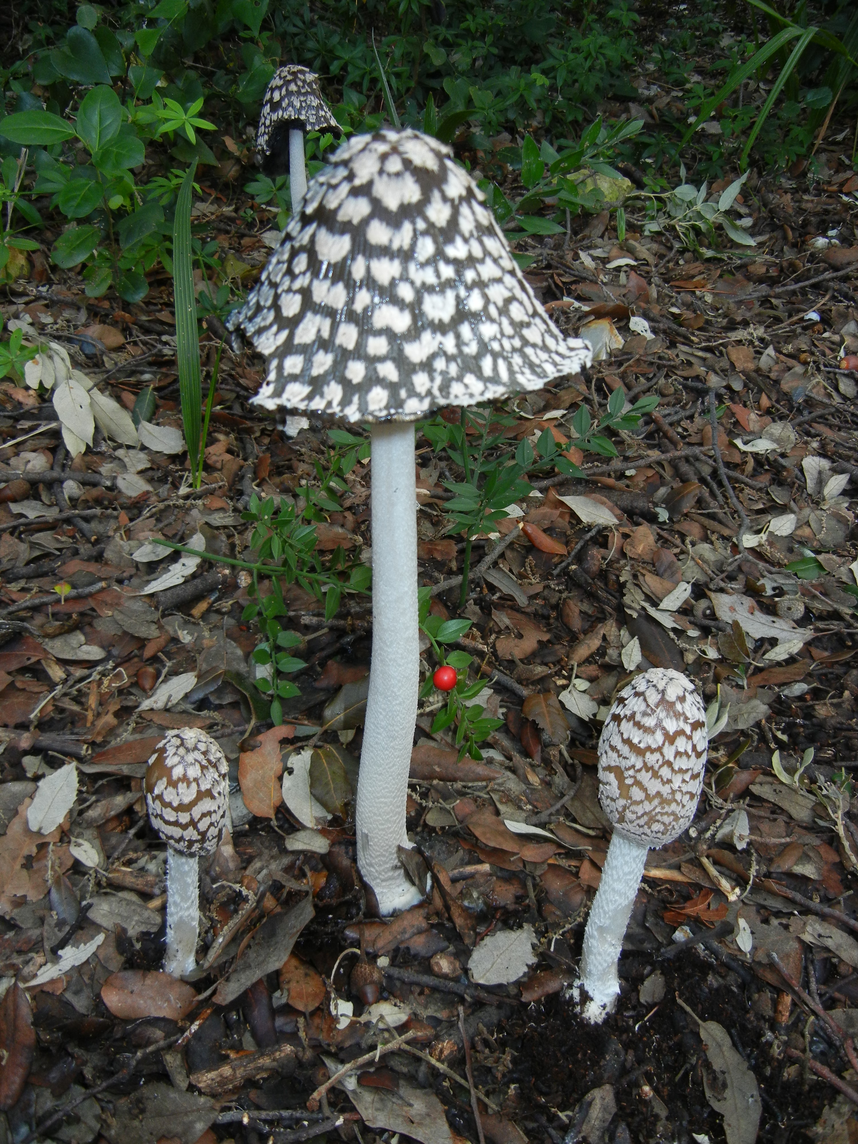 Coprinopsis picacea