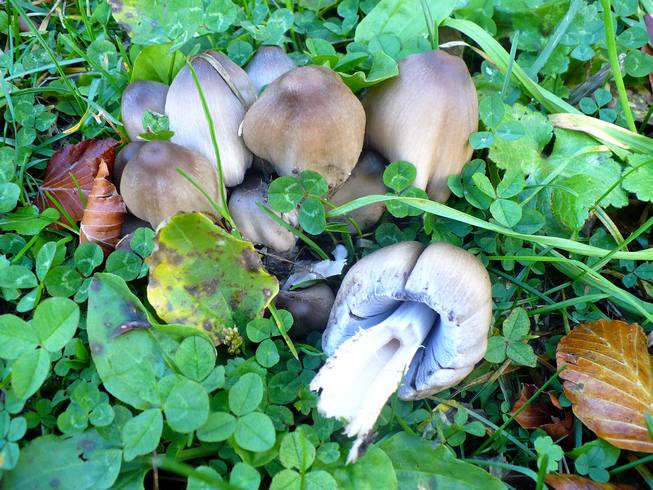 Coprinus_atramentarius_Amiata