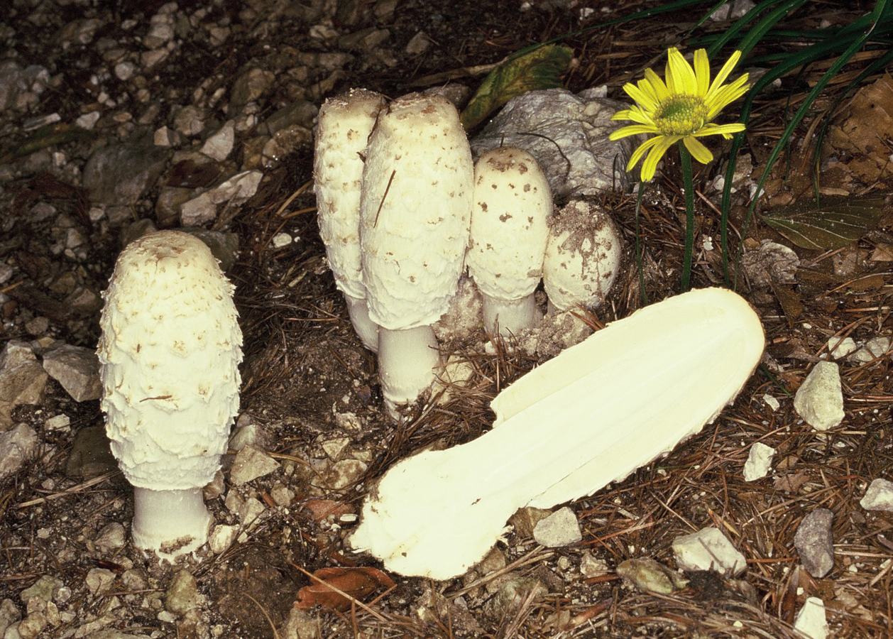 Coprinus comatus
