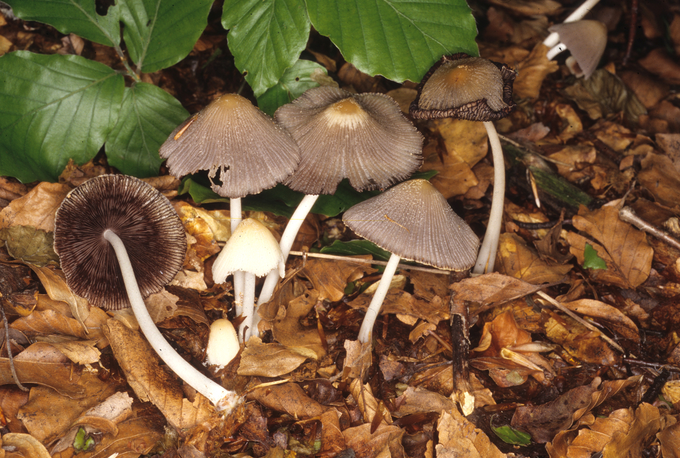 Coprinus xanthotrix