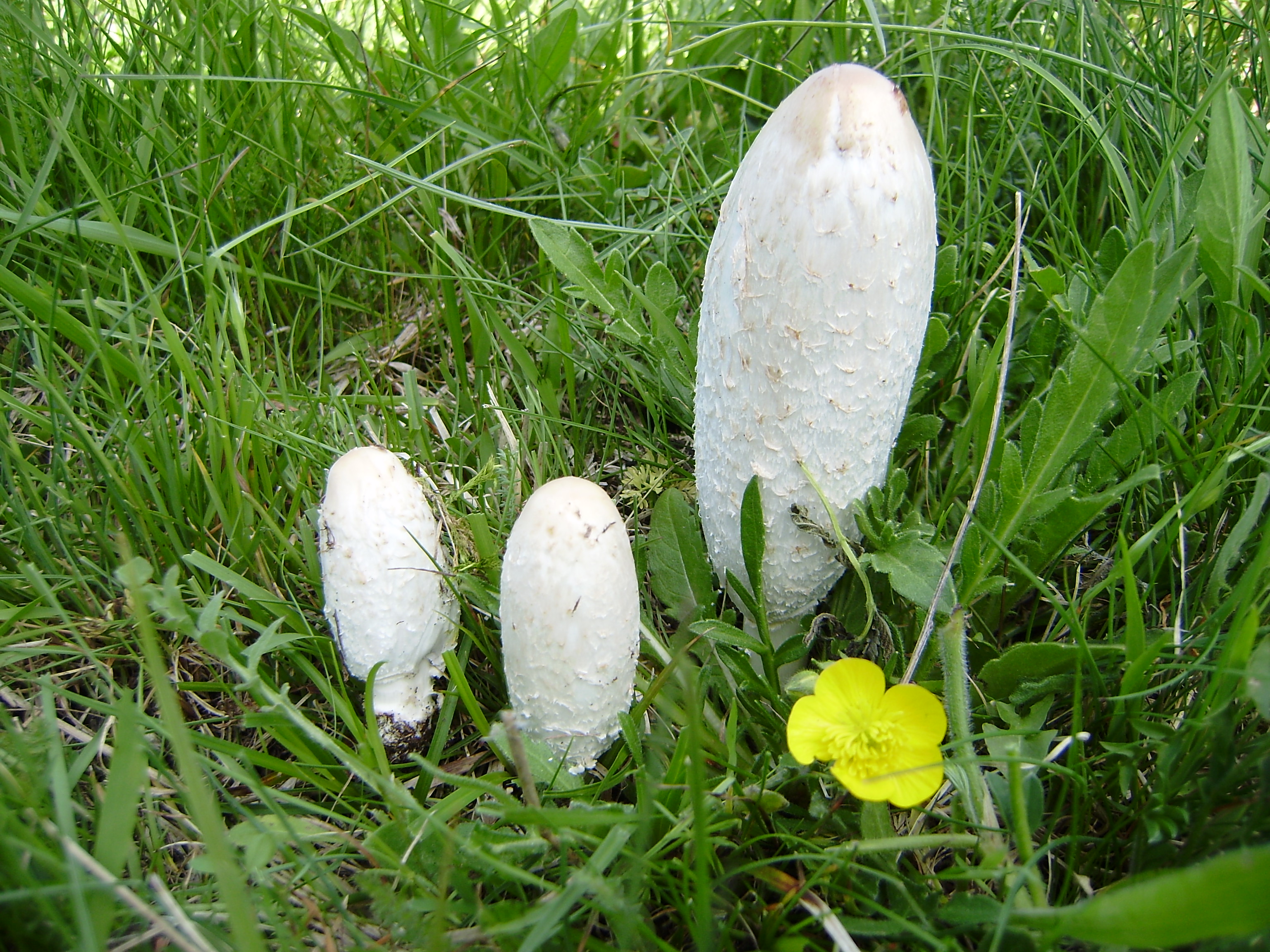 Coprinuscomatus