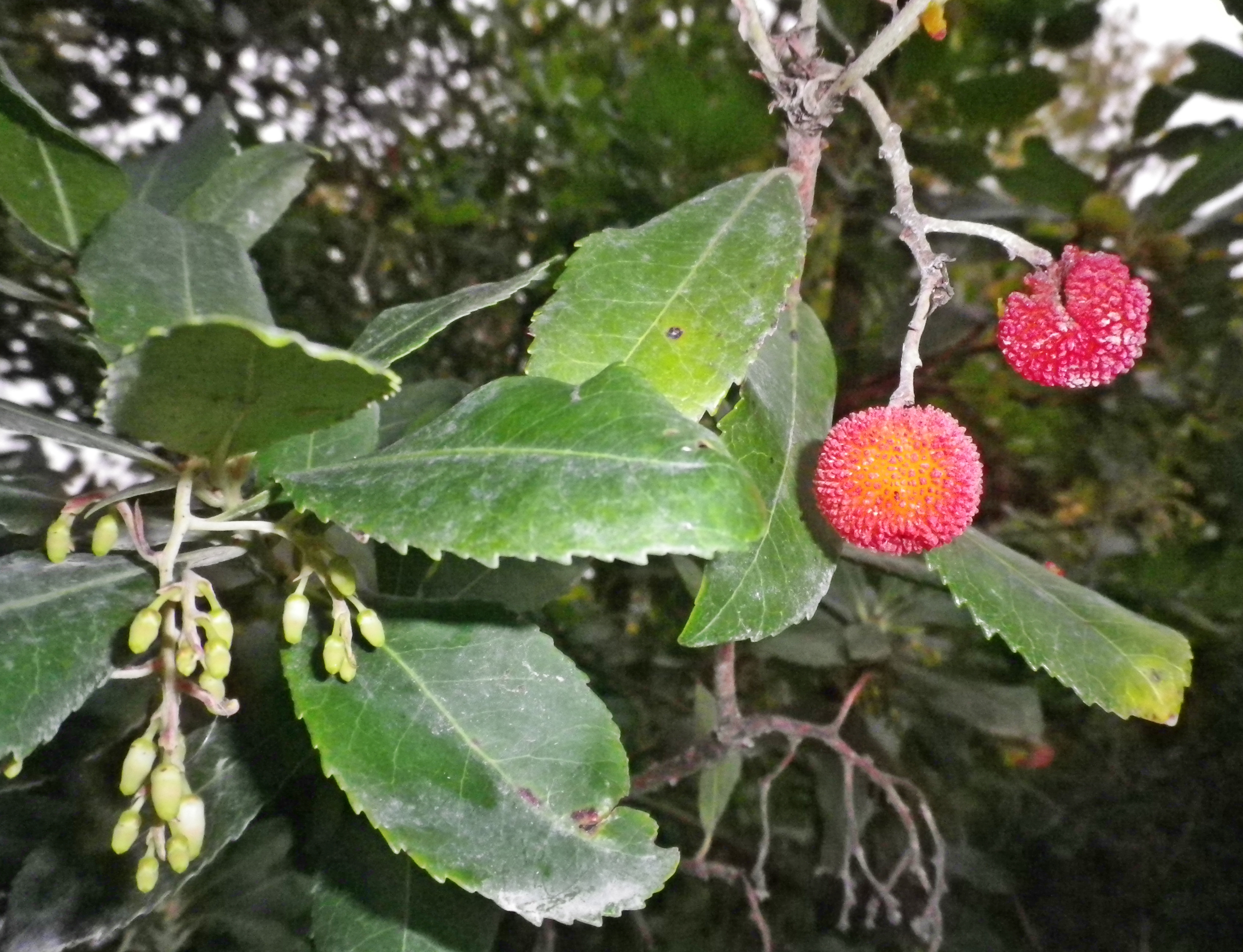 CorbezzoloArbutusunedo