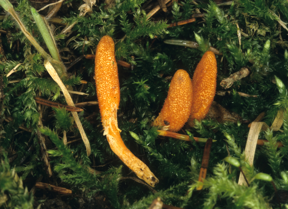 Cordyceps militaris