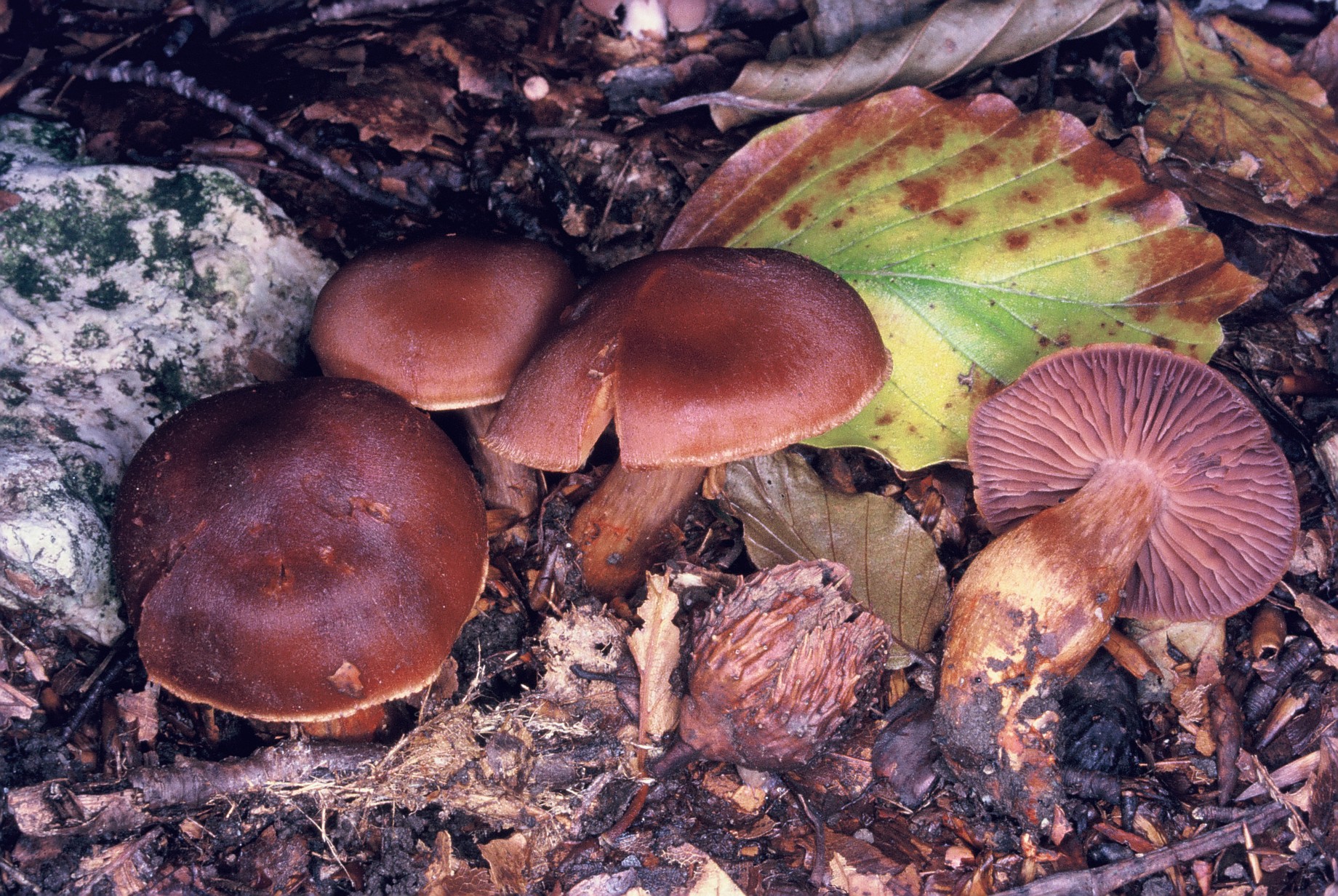 Cortinarius bulliardi