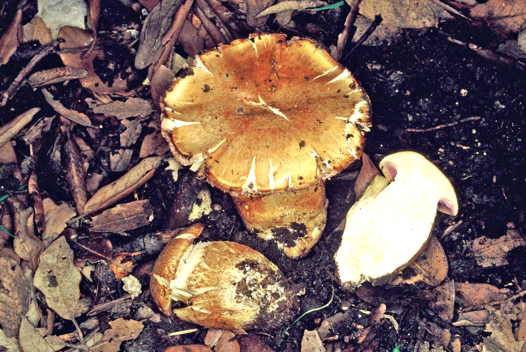 Cortinarius caligatus