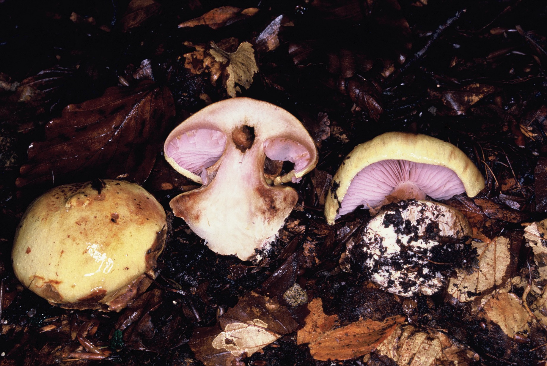 Cortinarius callochrous