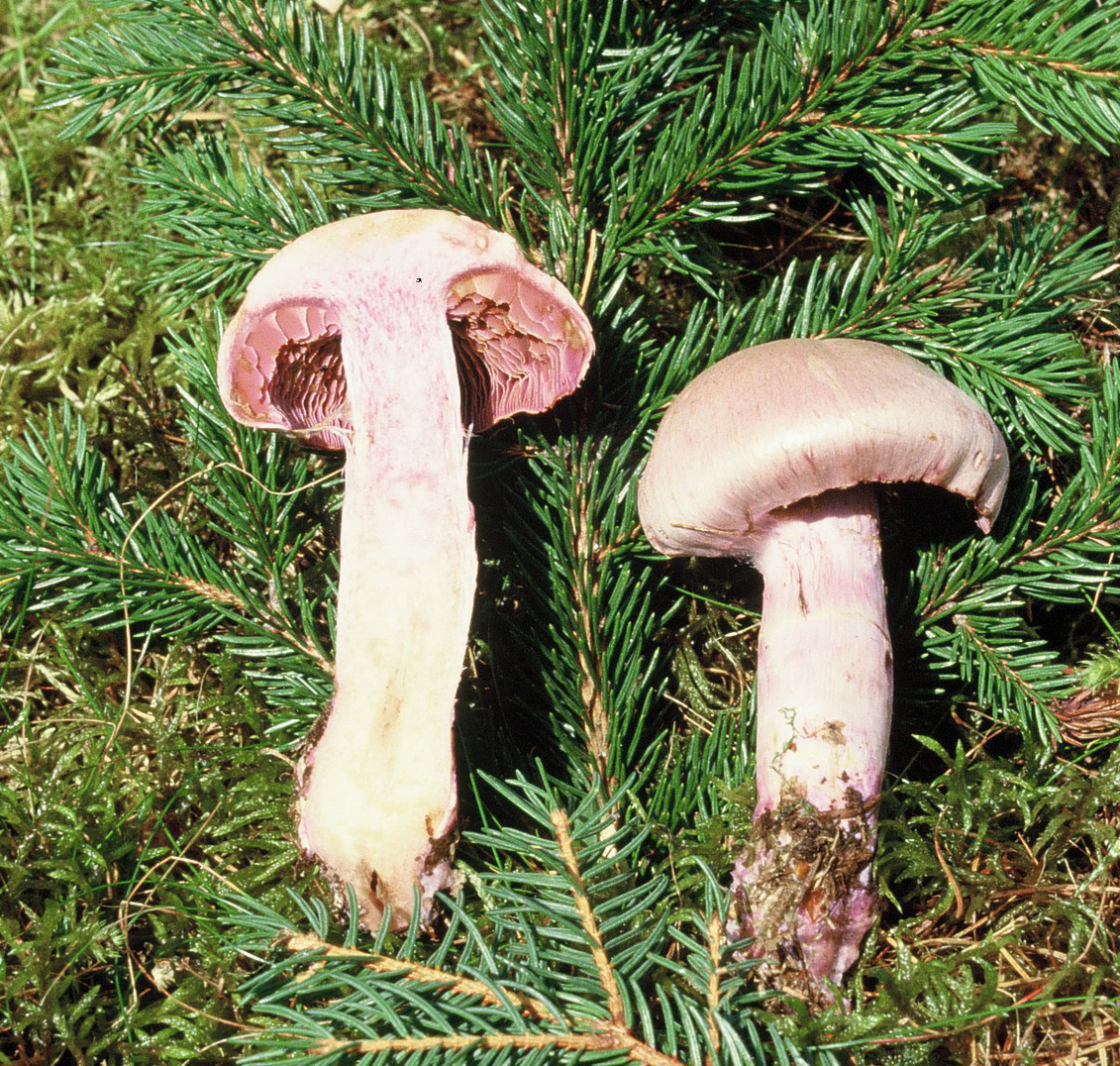Cortinarius camphoratus