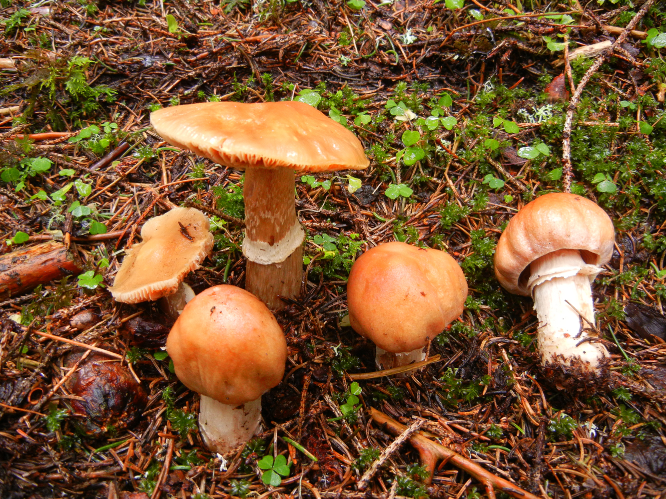 Cortinarius caperatus