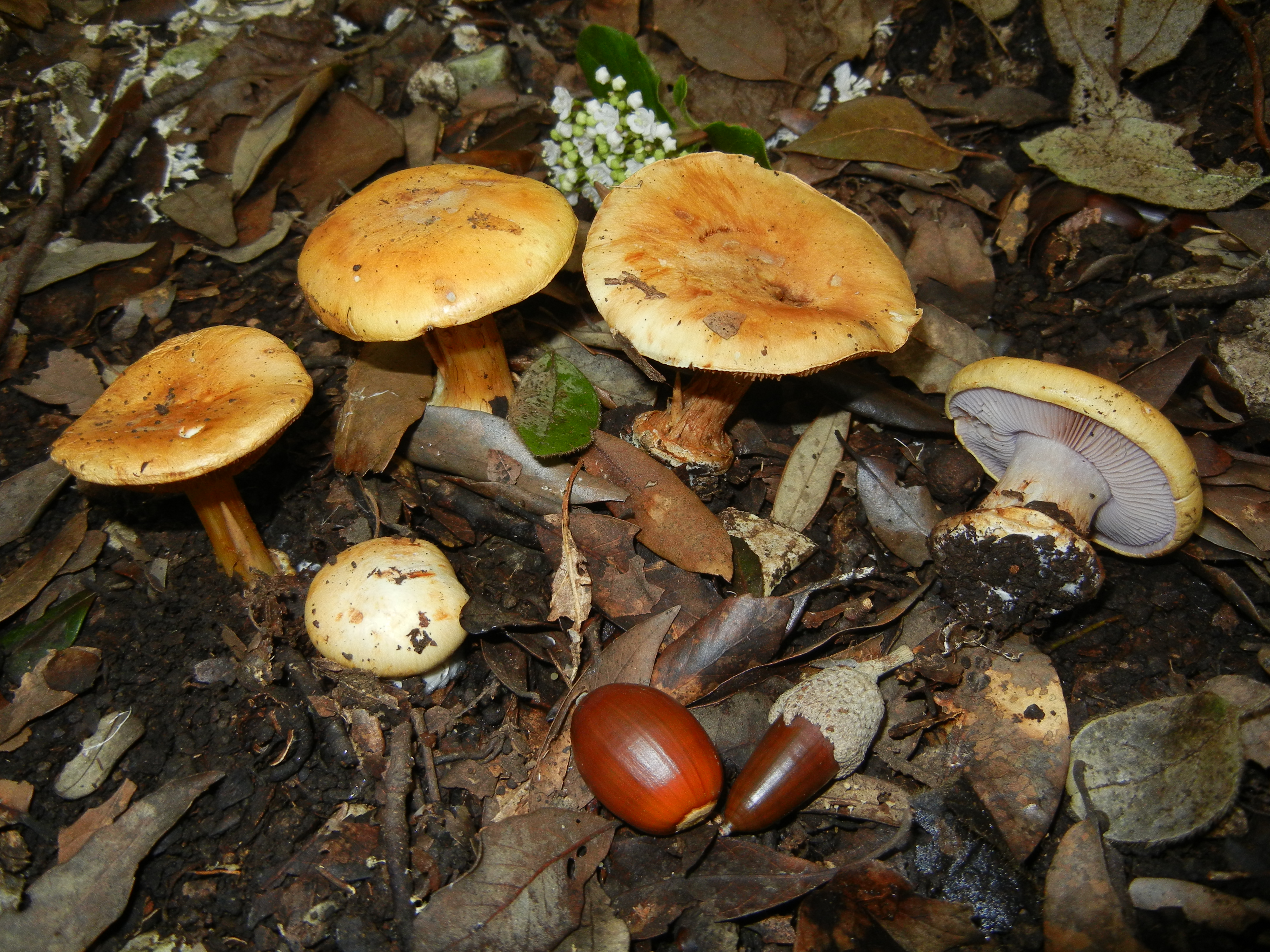 Cortinarius catharinae