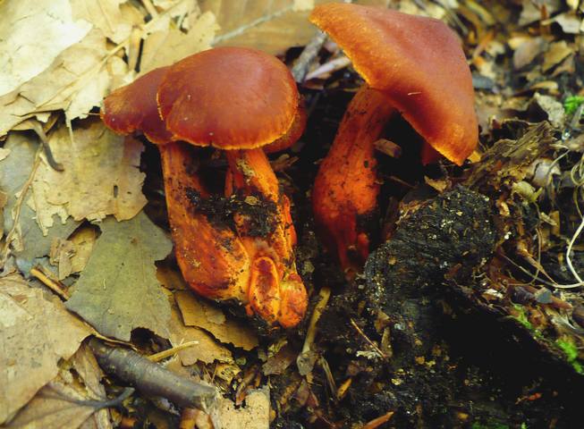 Cortinarius_cinnabarinus