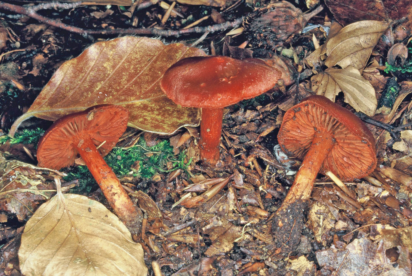 Cortinarius cinnabarinus 1