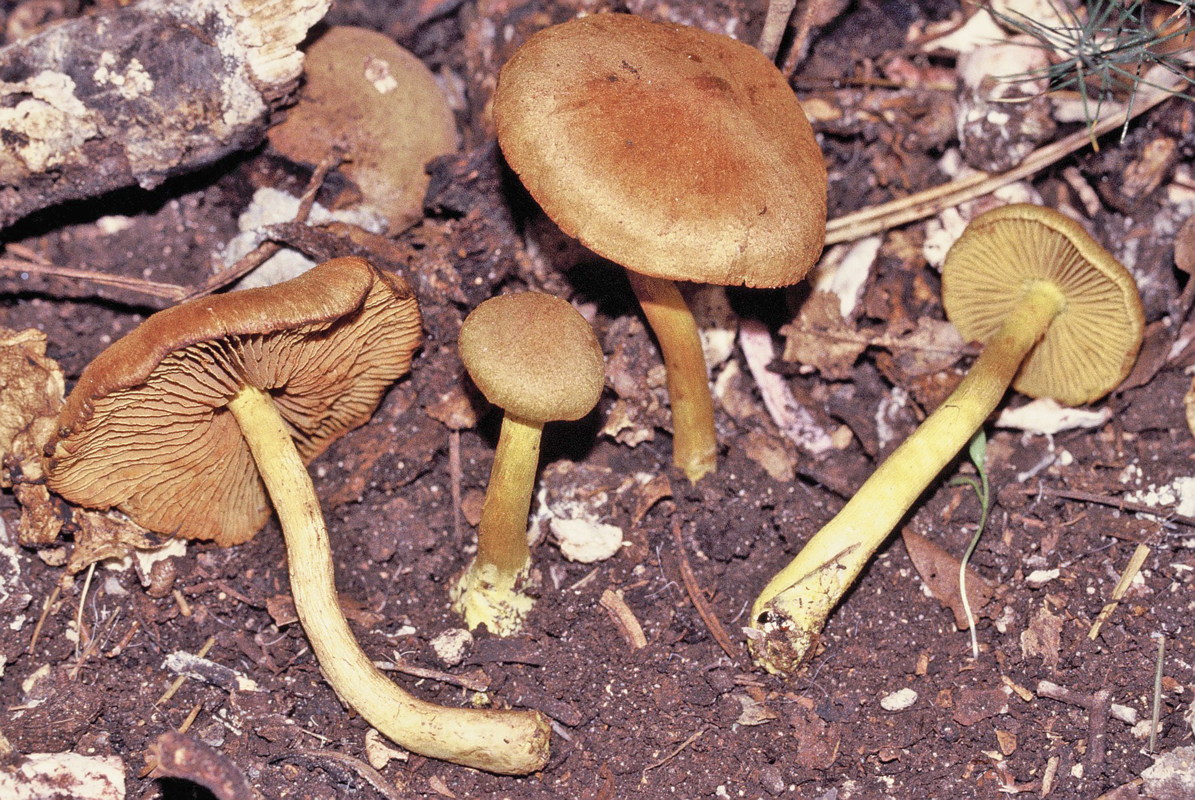 Cortinarius cinnamomeoluteus