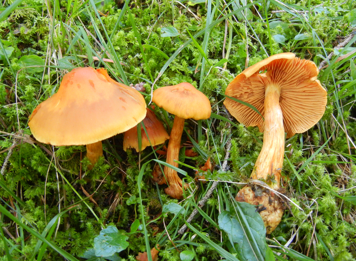 Cortinarius cinnamomeus 1