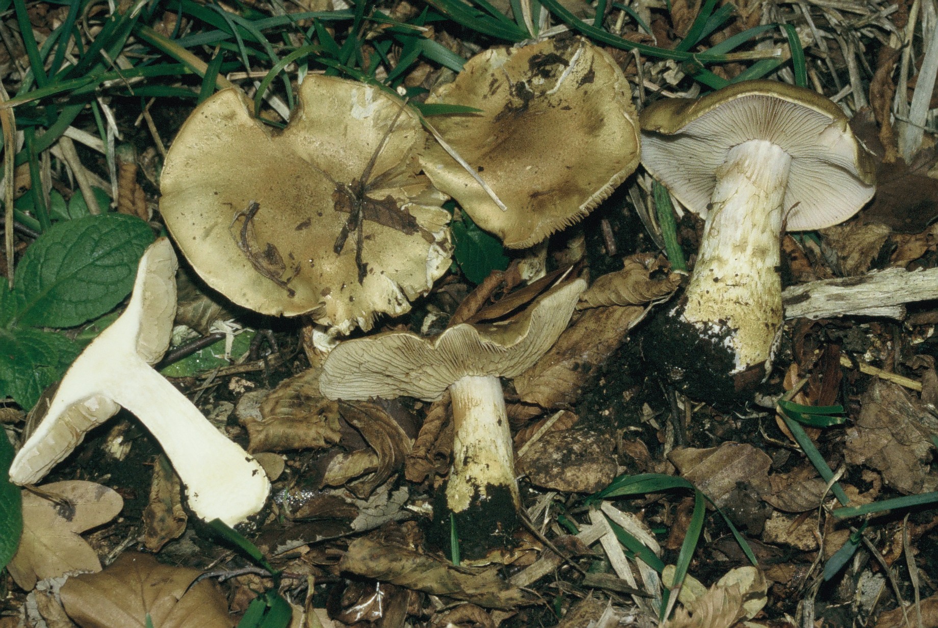 Cortinarius cliduchus