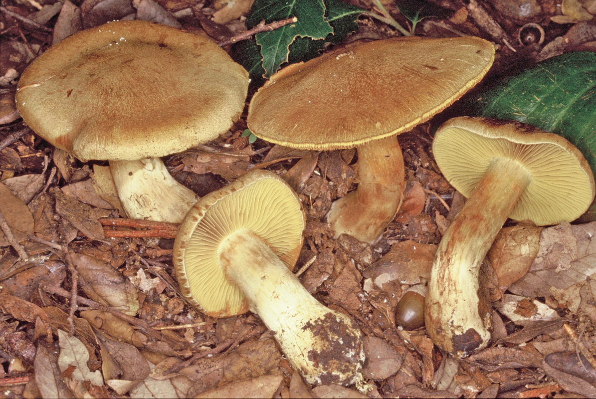 Cortinarius cotoneus 1