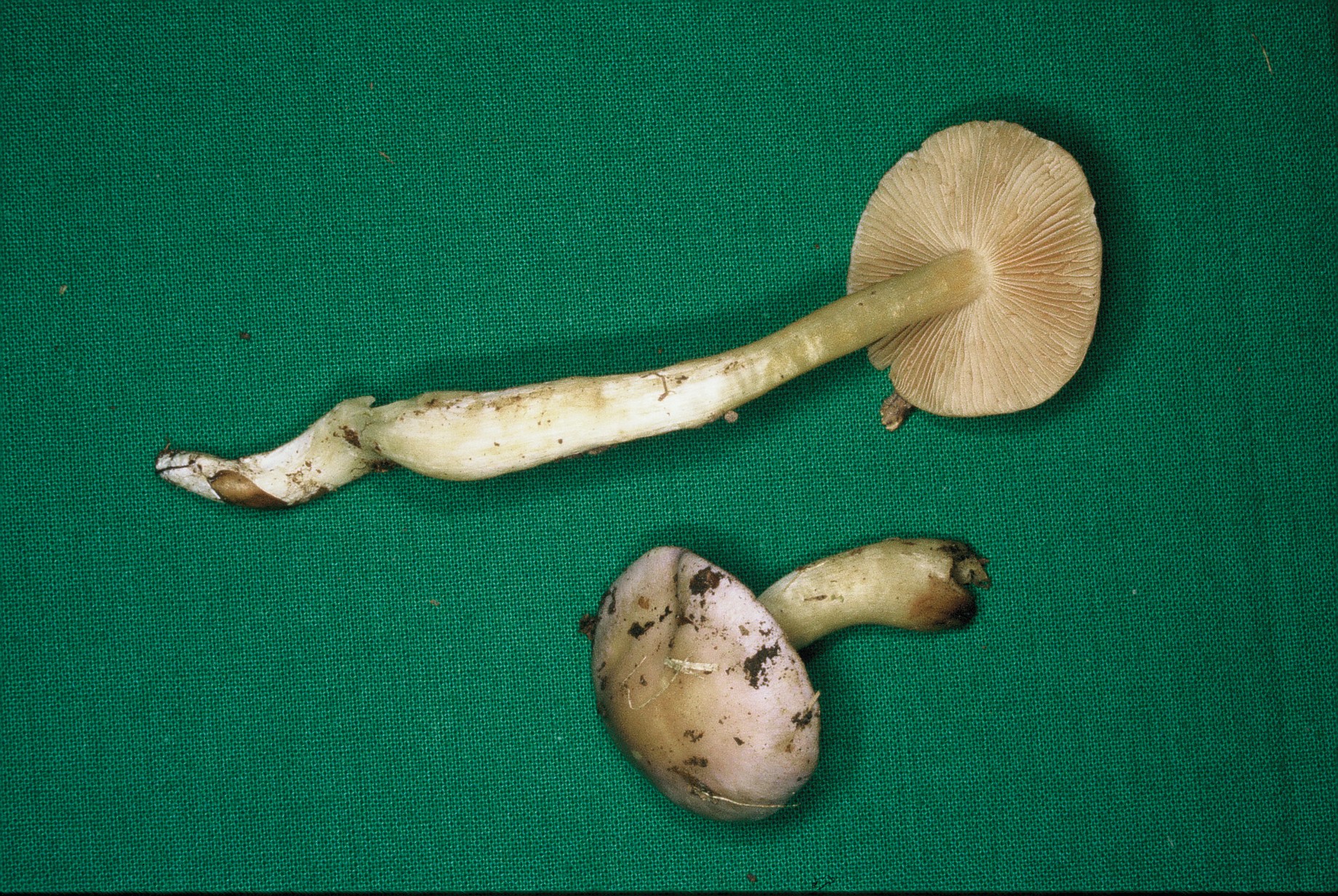 Cortinarius croceocoeruleus