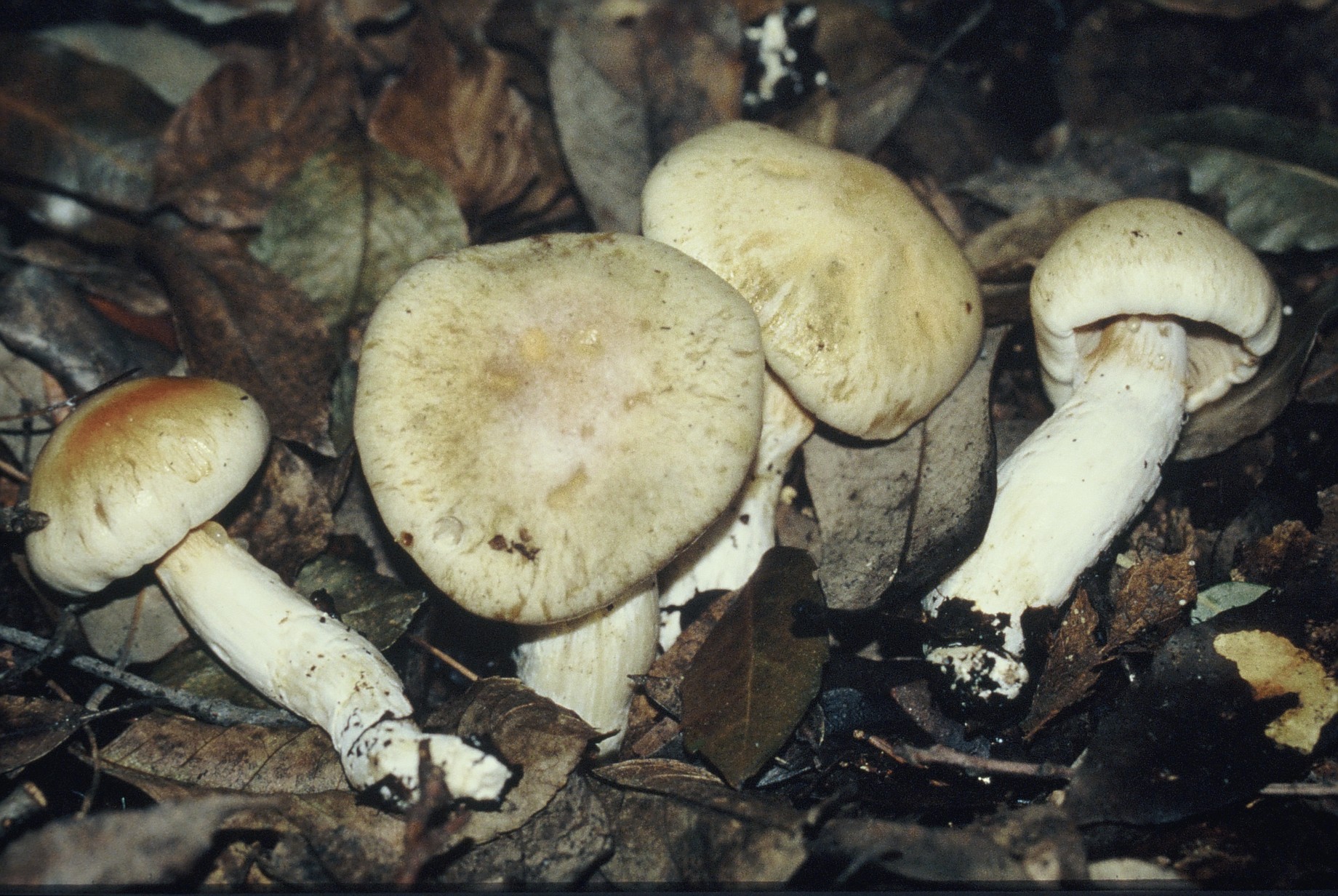 Cortinarius crystallinus