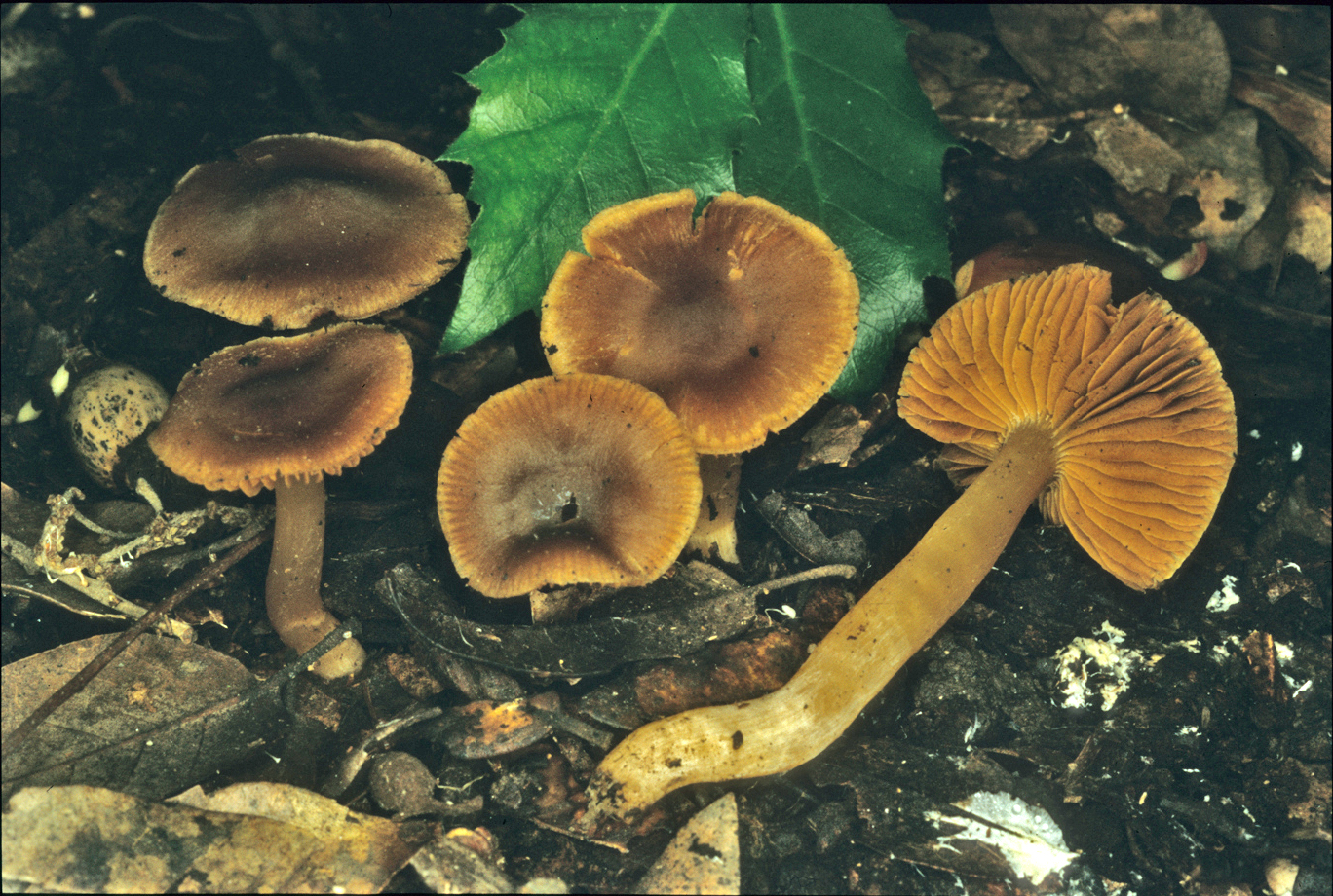 Cortinarius discoideus