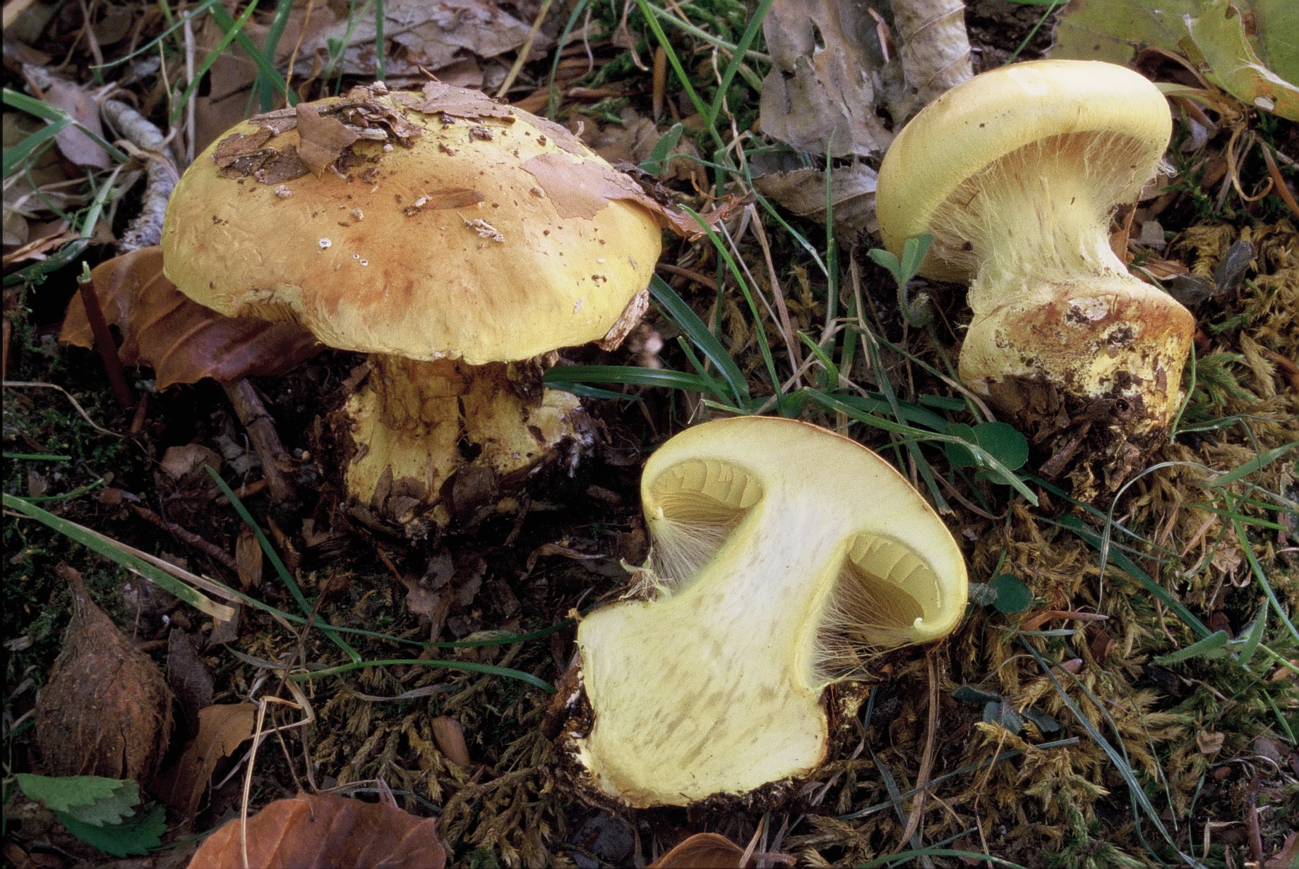 Cortinarius elegantissimus