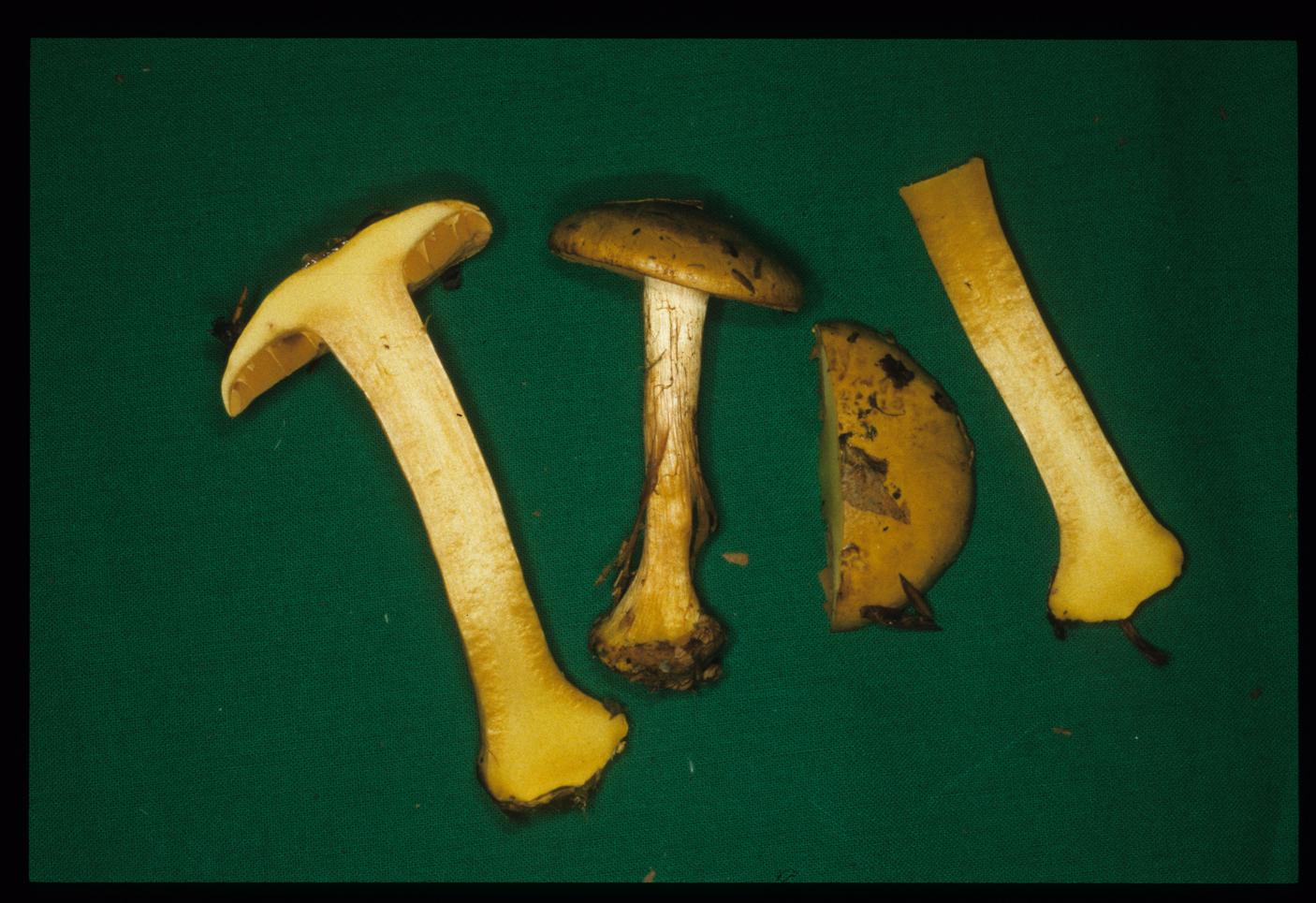 Cortinarius fulvocitrinus