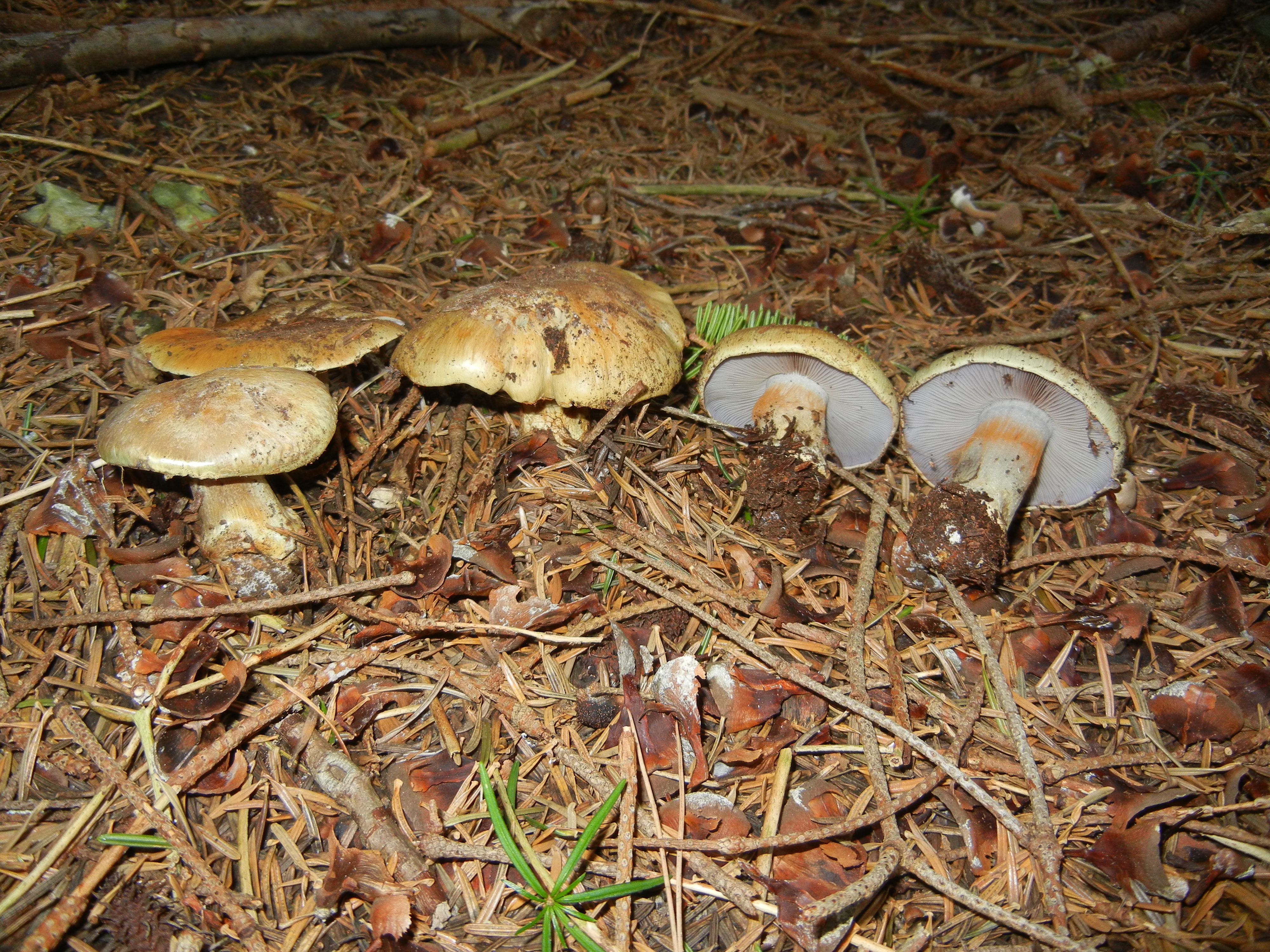Cortinarius glaucopus