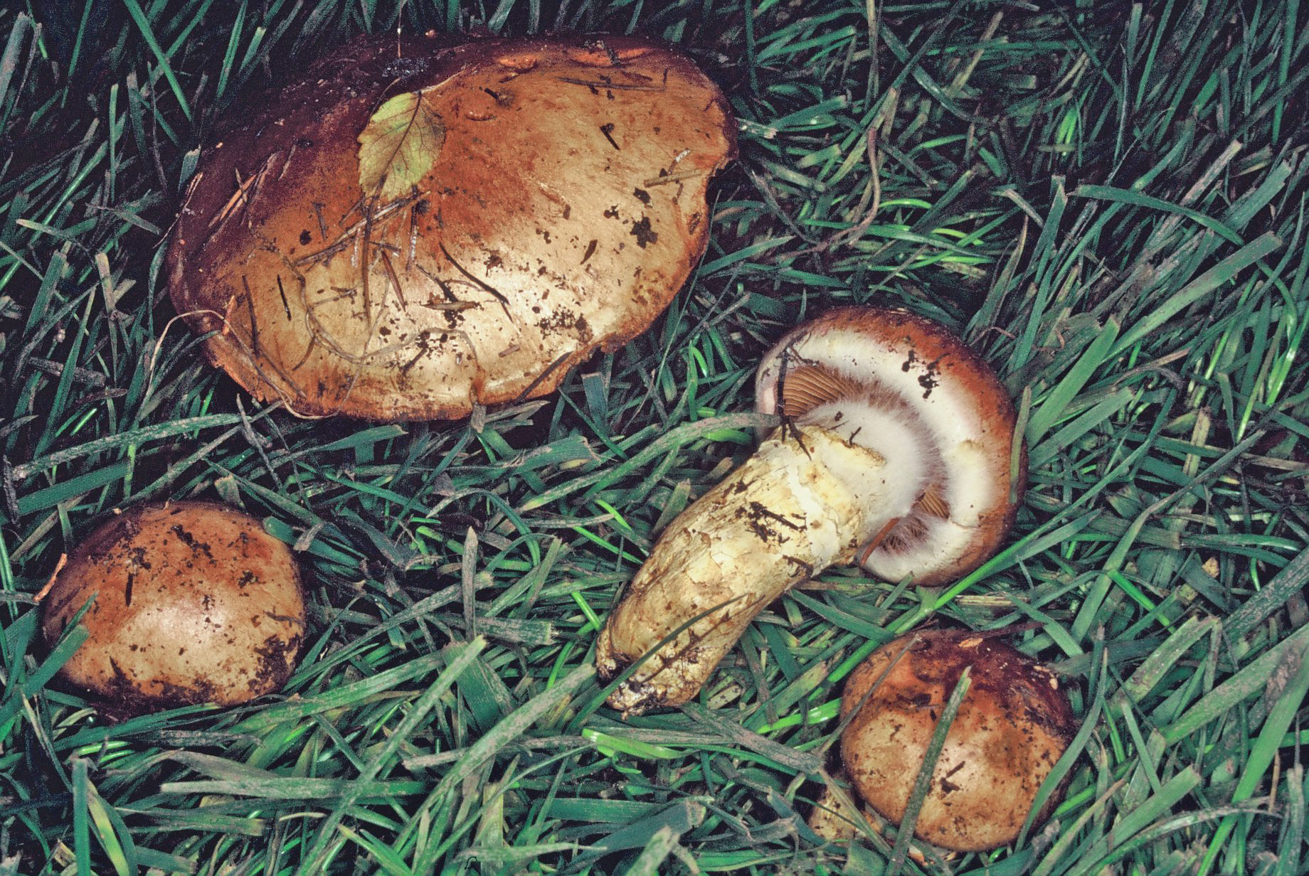 Cortinarius herculeus