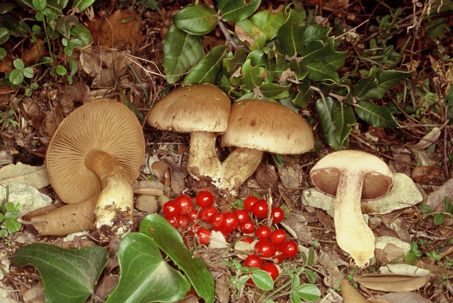 Cortinarius infractus1