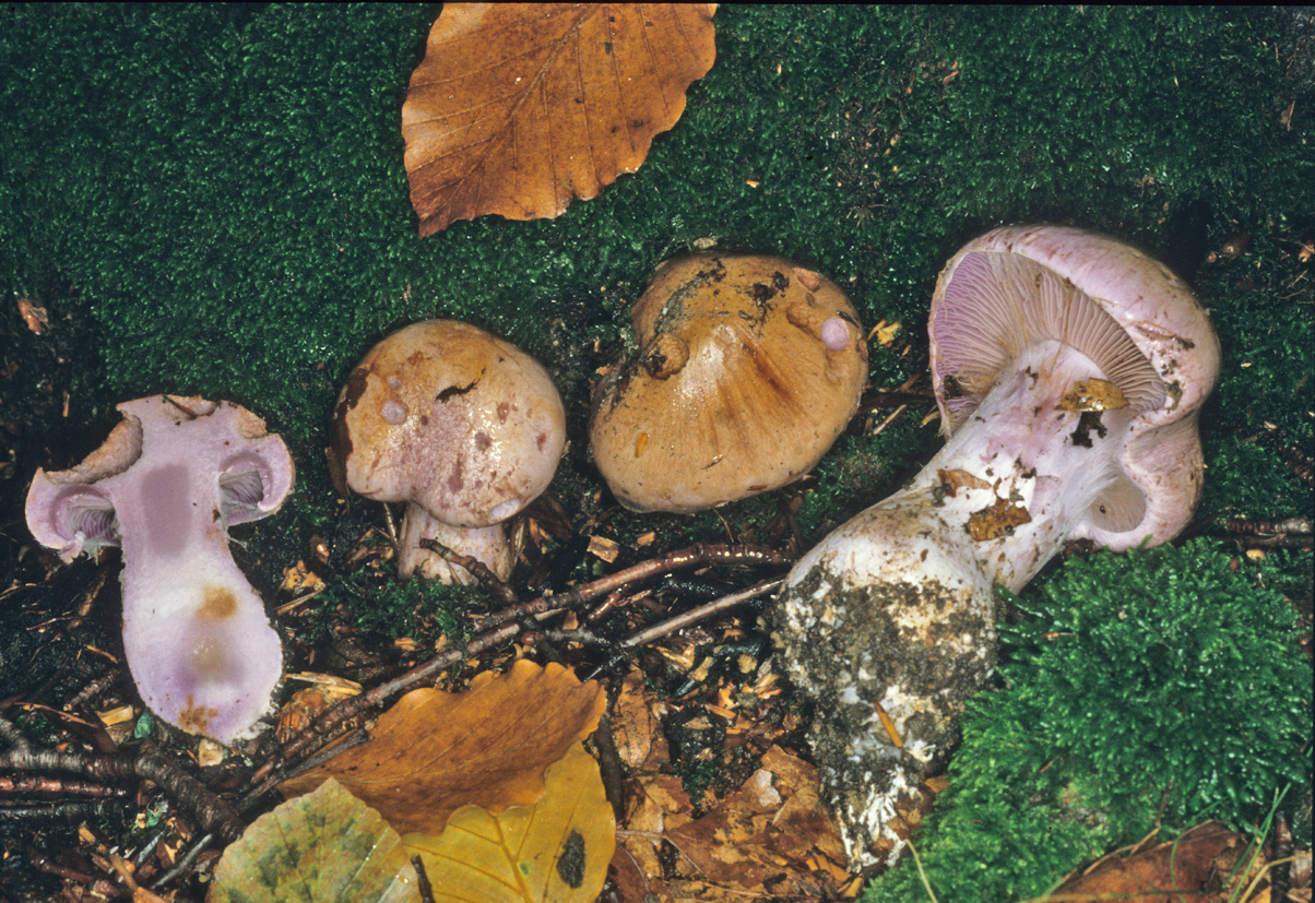 Cortinarius largus