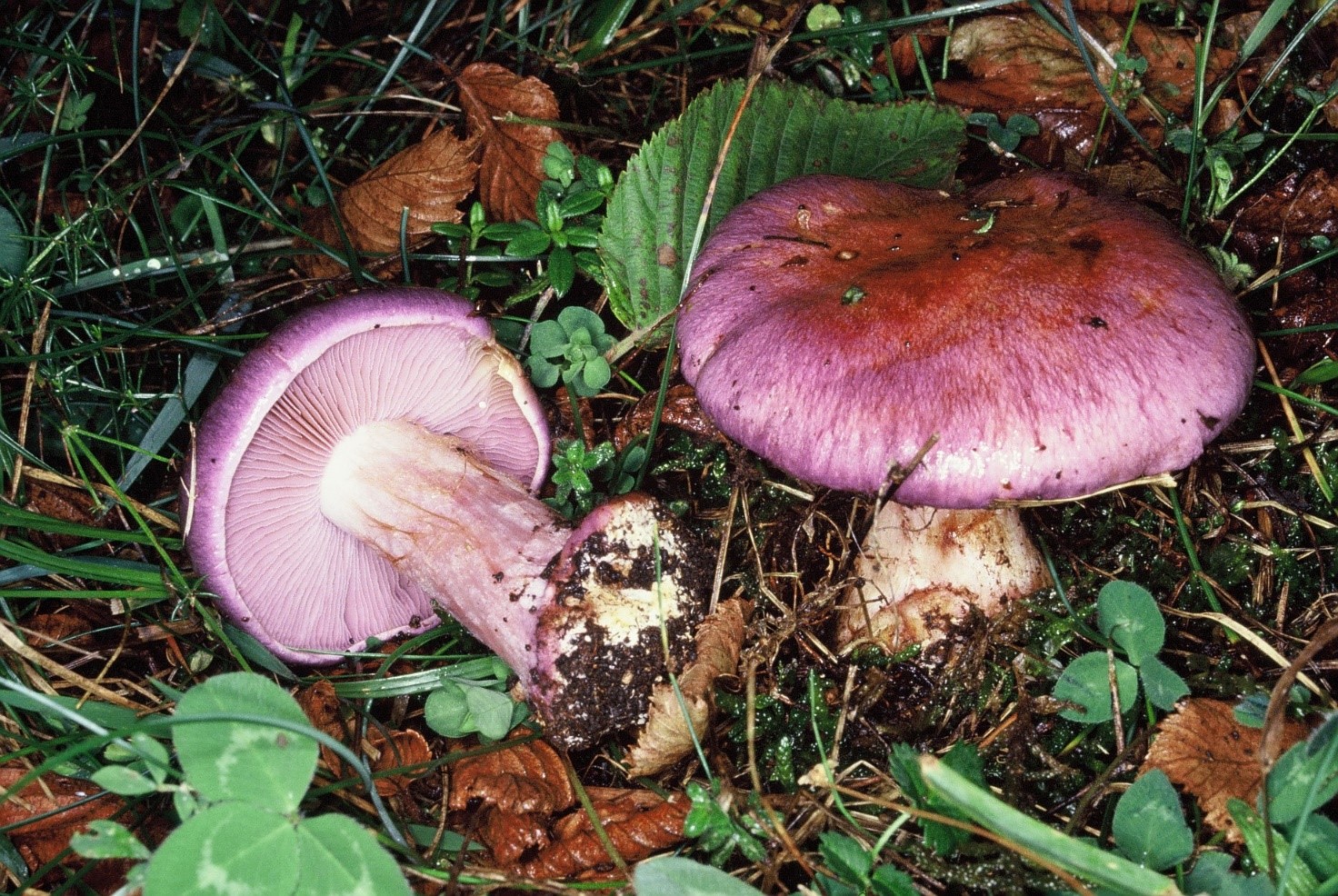 Cortinarius mairei
