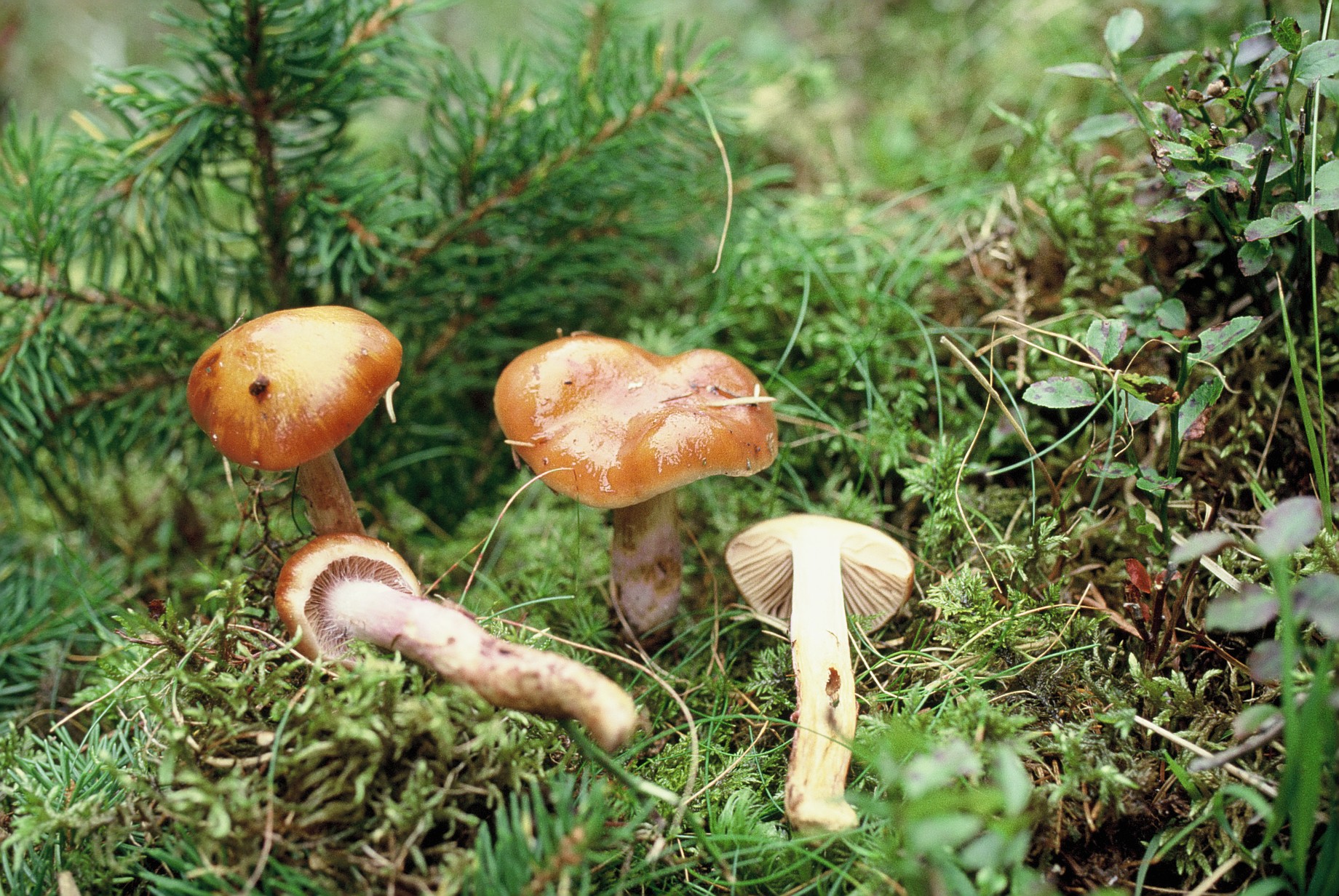 Cortinarius mucosus var coeruleipes