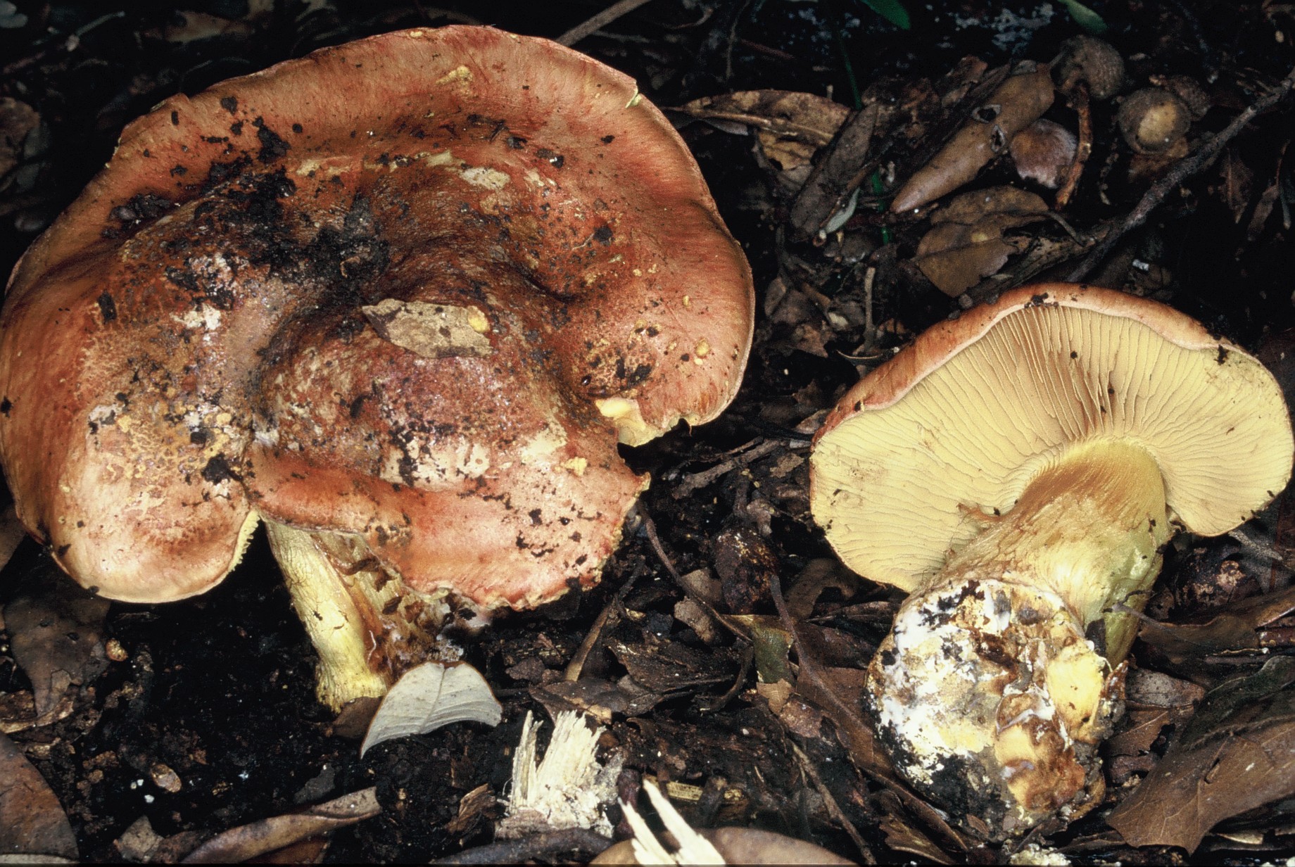 Cortinarius olearioides