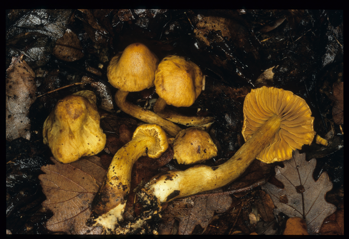 Cortinarius olivaceofuscus