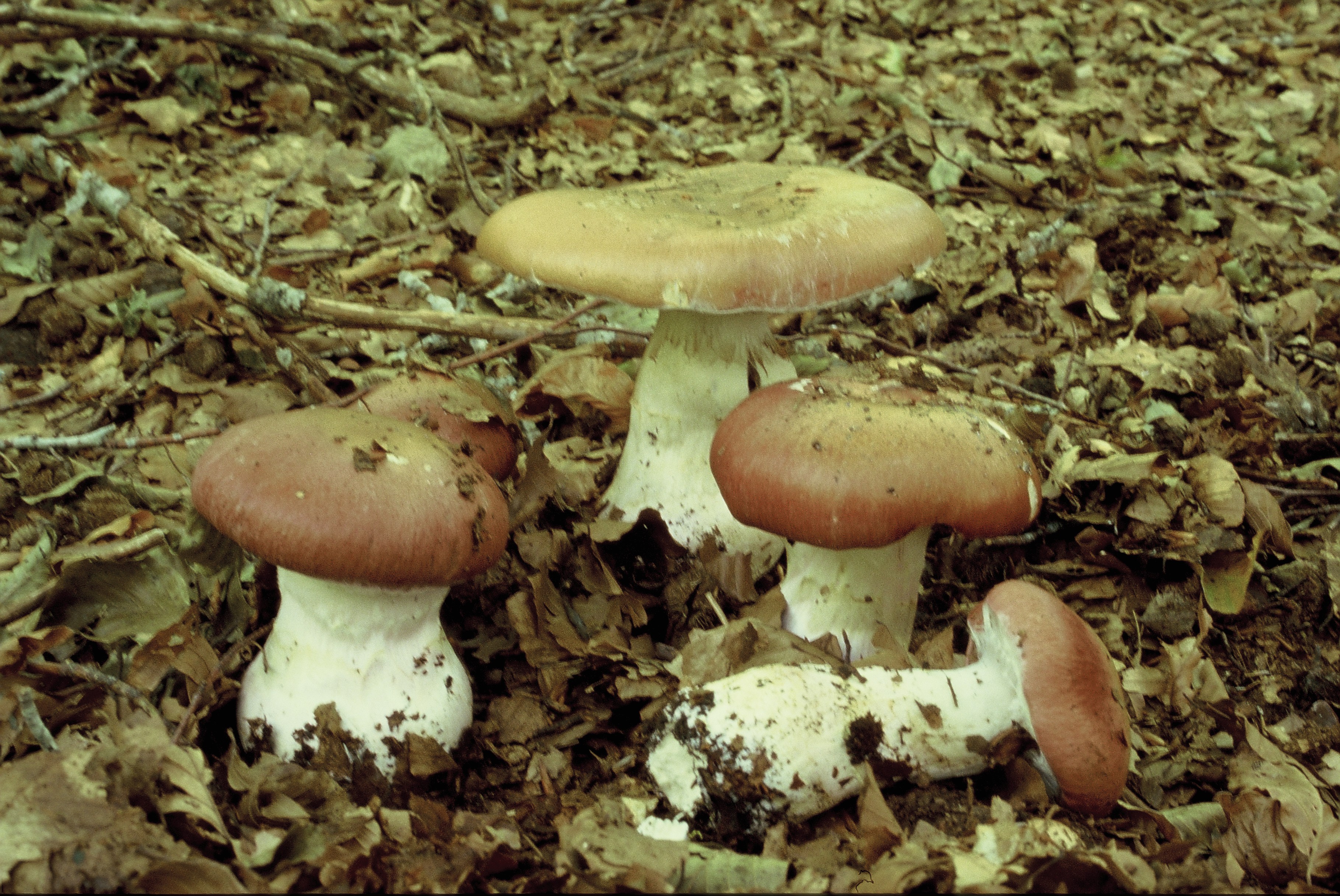 Cortinarius praestans