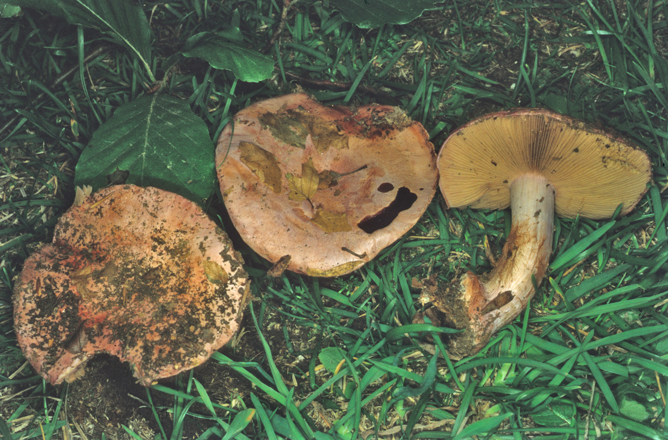 Cortinarius rufo olivaceus