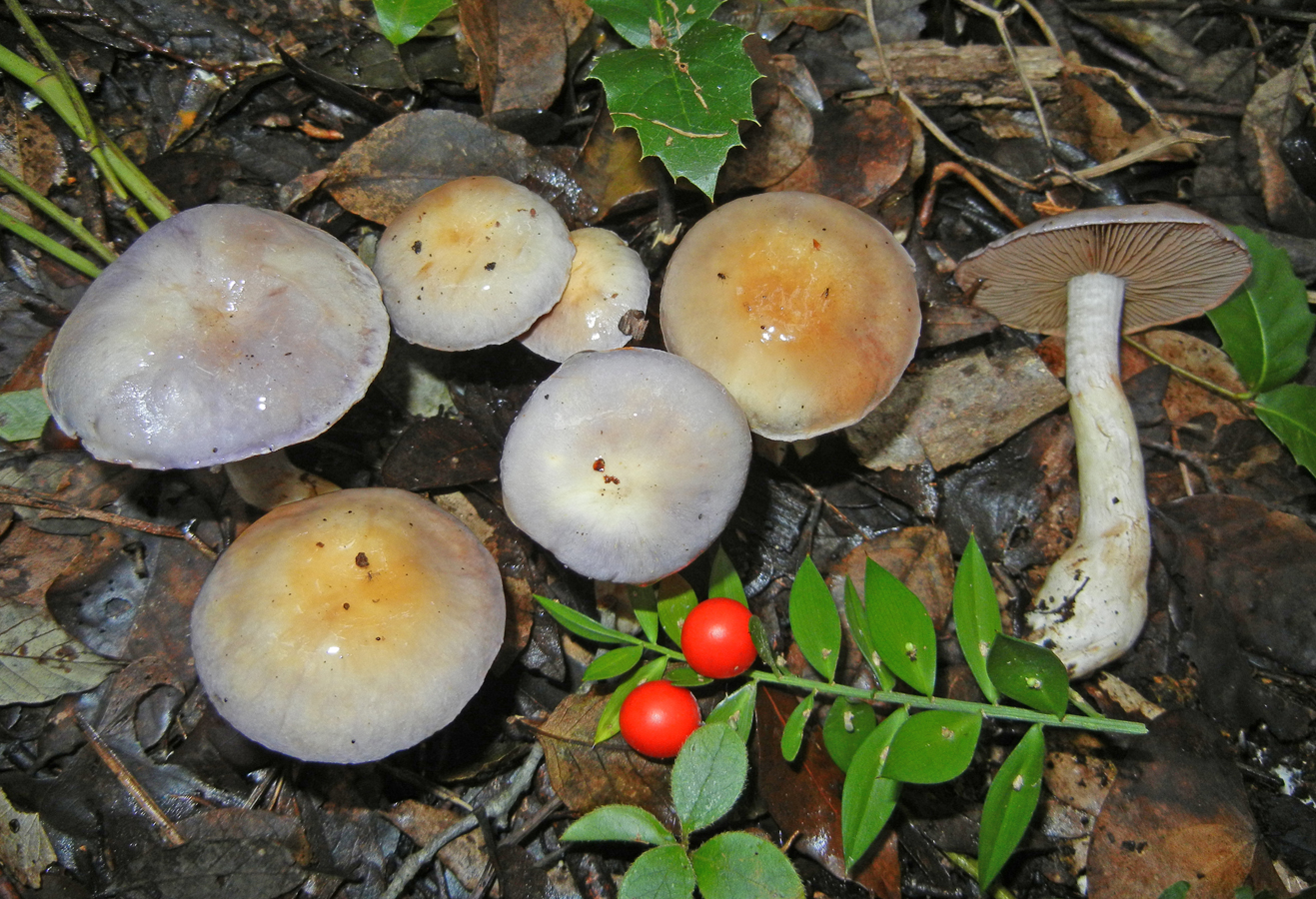 Cortinarius salor