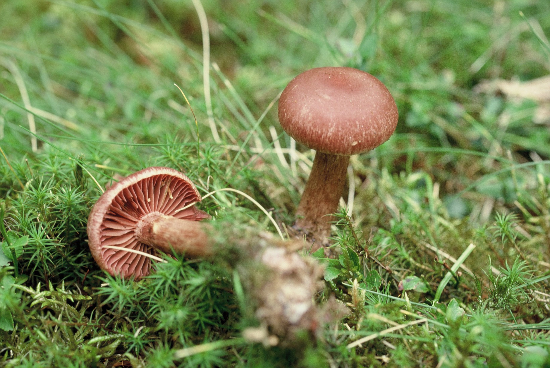 Cortinarius scaurus