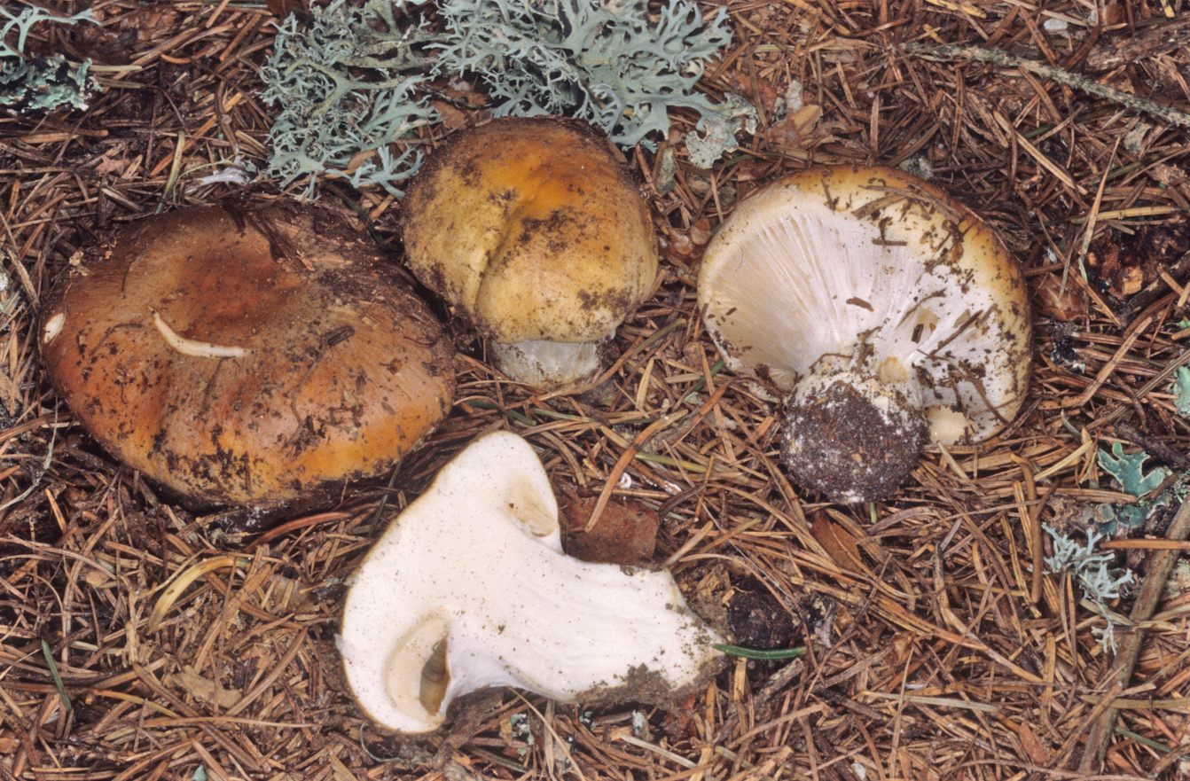 Cortinarius sebaceus